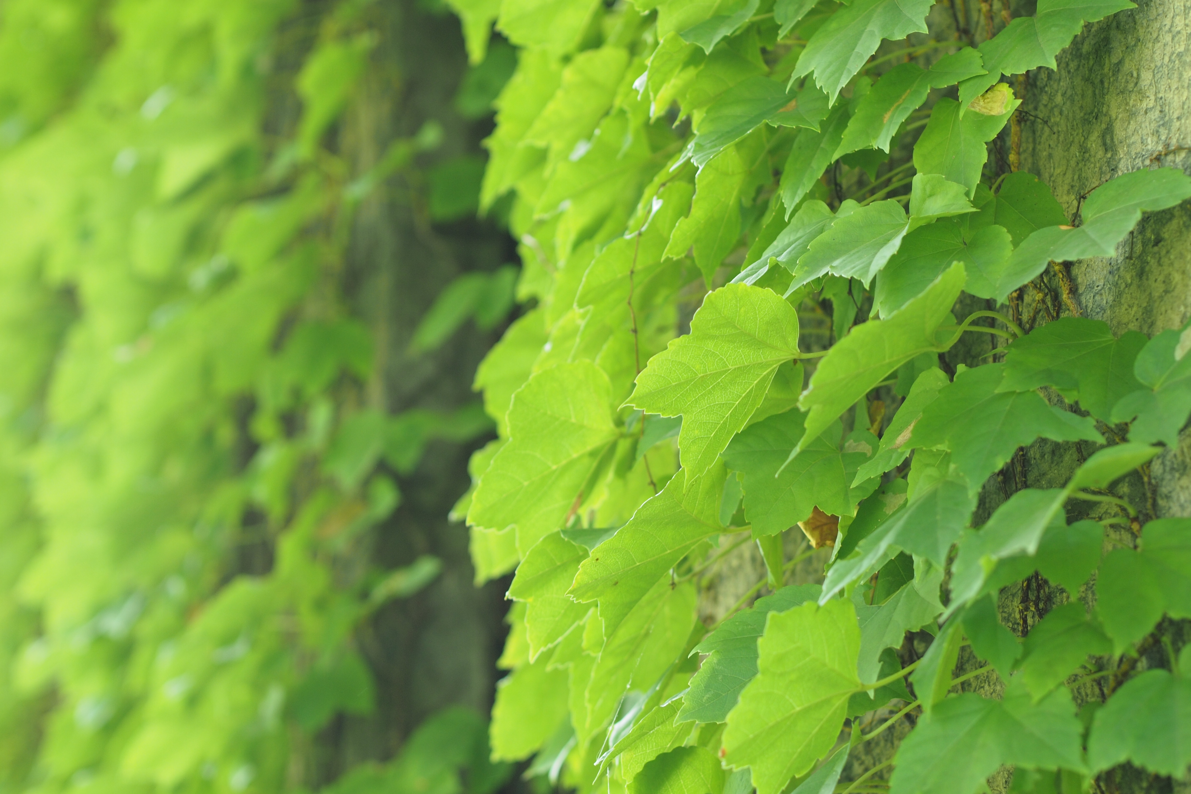 <b>ポートレートレンズとうたうだけあって、ボケは優しくやわらかい。E-P3 / M.ZUIKO DIGITAL 45mm F1.8 / 4,032×2,688 / 絞り優先AE / 1/80秒 / F2.5 / 0.3EV / ISO200 / WB:太陽光</b>