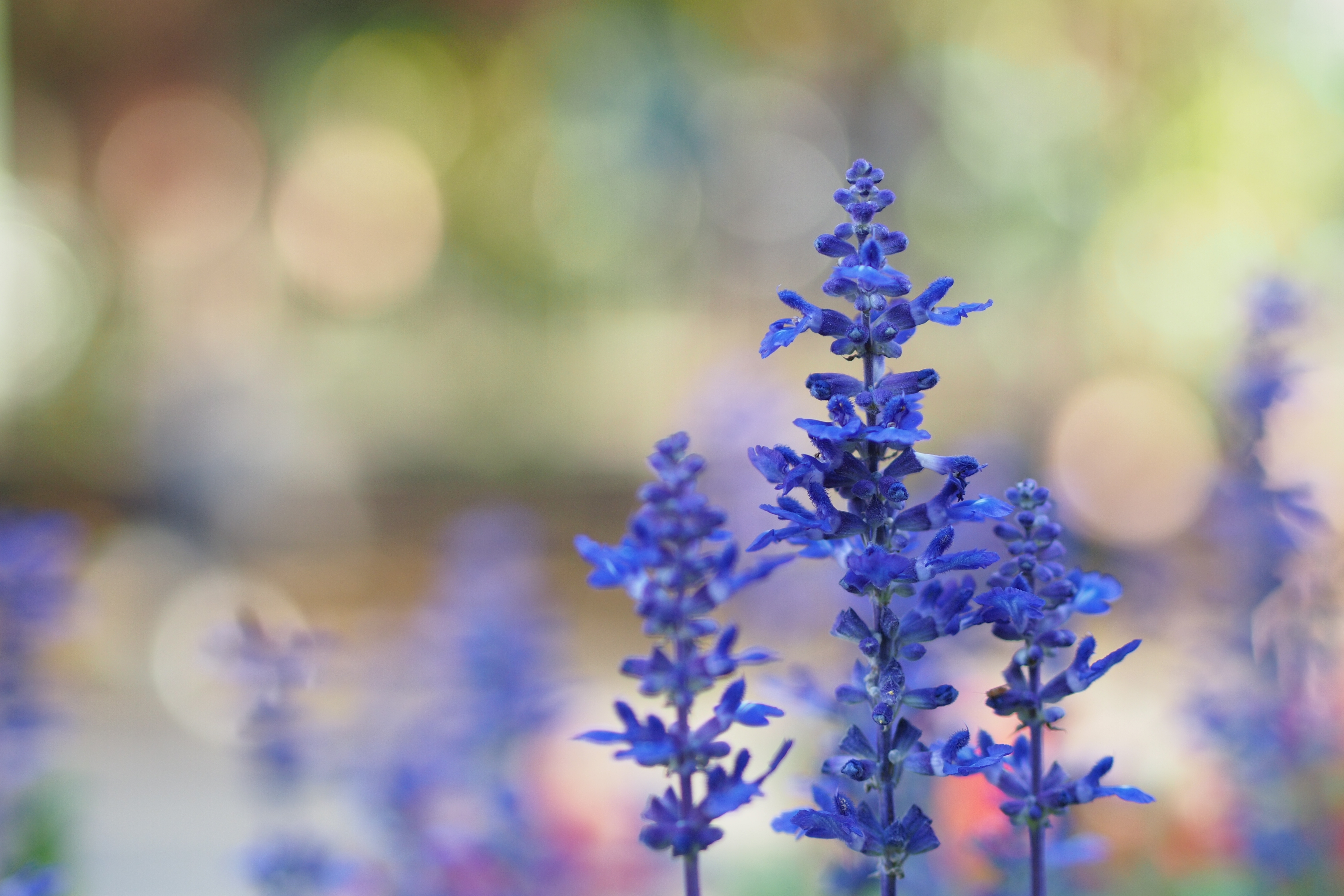 <b>最短撮影距離の50cm付近で撮ったカット。もう少し寄れるとうれしいけど。やっぱりクローズアップレンズがあったほうがいいかも。E-P3 / M.ZUIKO DIGITAL 45mm F1.8 / 4,032×2,688 / 絞り優先AE / 1/320秒 / F1.8 / 0.7EV / ISO200 / WB:太陽光</b>