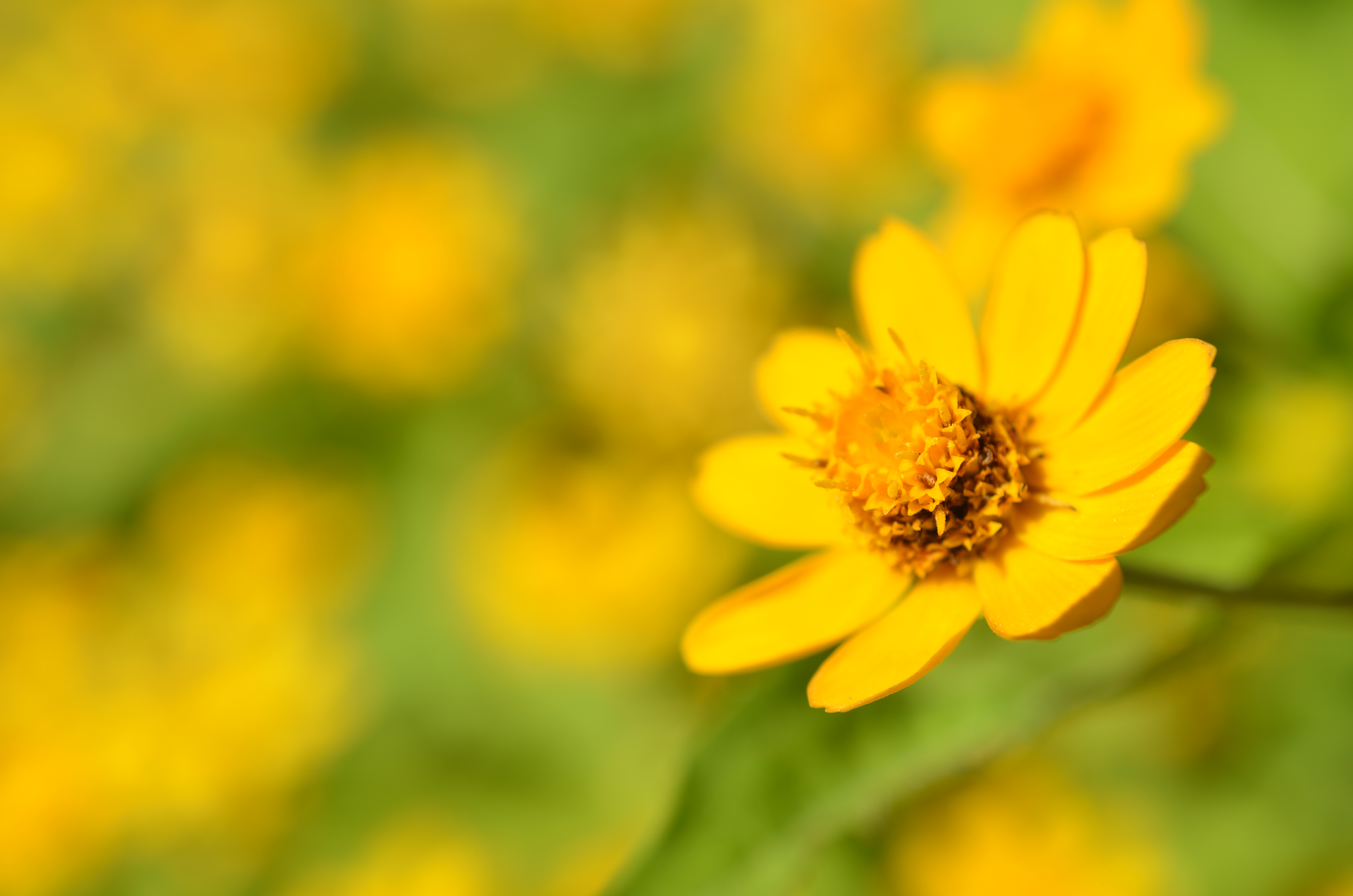 <b>D7000 / AF-S DX Micro NIKKOR 40mm F2.8 G / 約4.0MB / 4,928×3,264 / 1/500秒 / F6.3 / 0.0EV / ISO100 / WB:晴天 / 40mm</b>