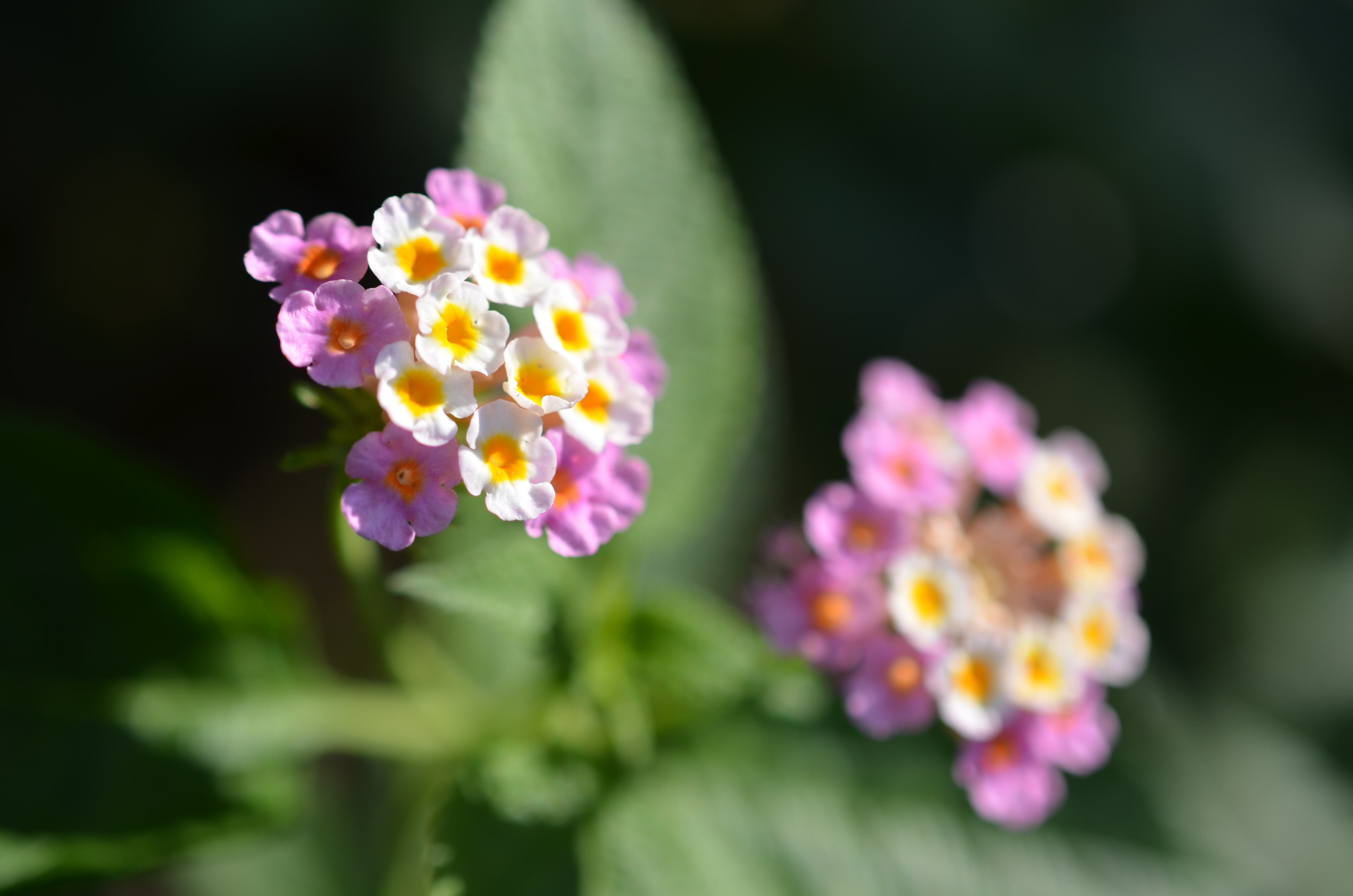 <b>D7000 / AF-S DX Micro NIKKOR 40mm F2.8 G / 約3.8MB / 3,264×4,928 / 1/640秒 / F3.5 / 0.0EV / ISO100 / WB:晴天 / 40mm</b>