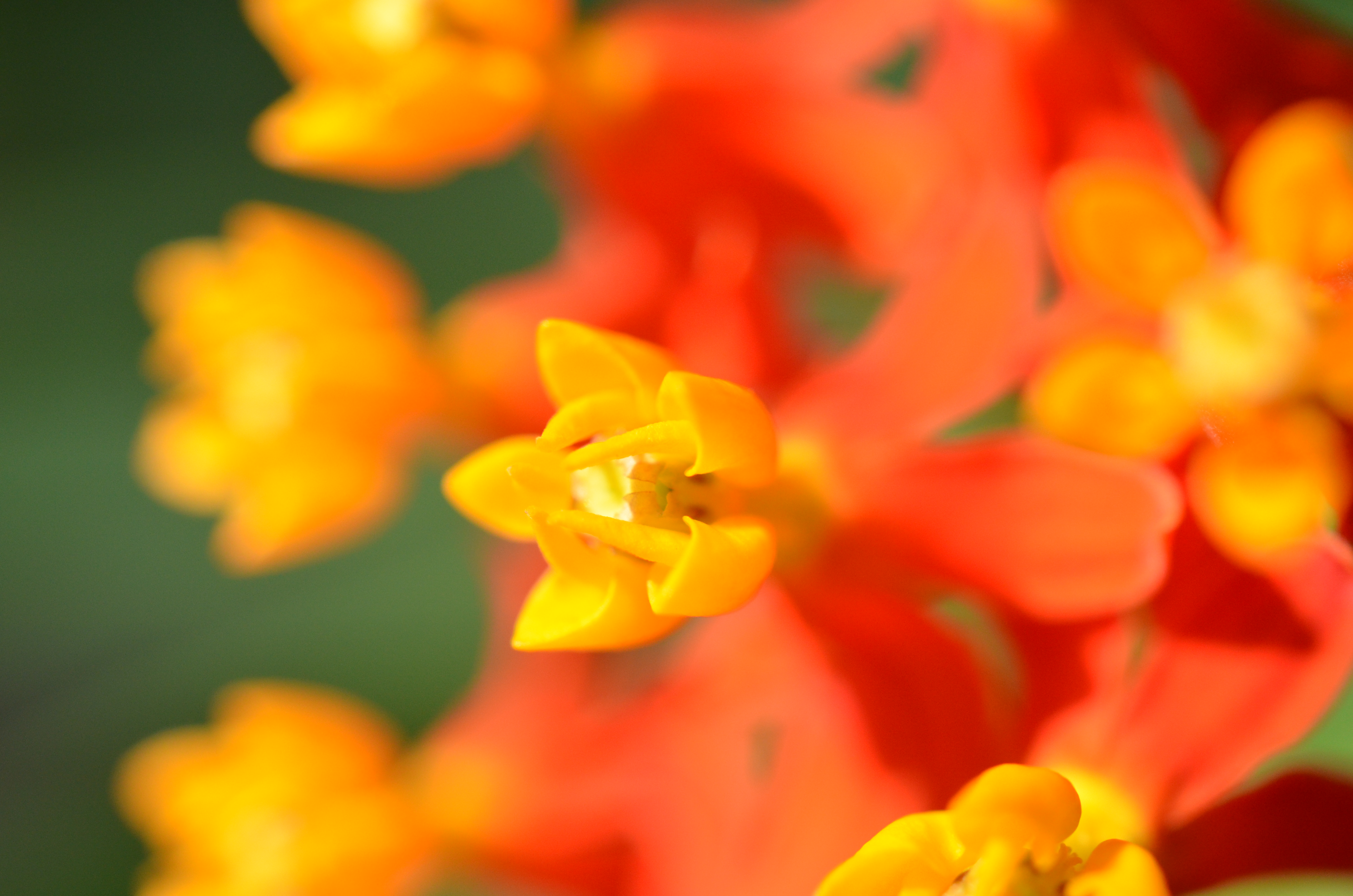 <b>D7000 / AF-S DX Micro NIKKOR 40mm F2.8 G / 約7.8MB / 4,928×3,264 / 1/1,000秒 / F8 / +0.3EV / ISO800 / WB:晴天 / 40mm</b>