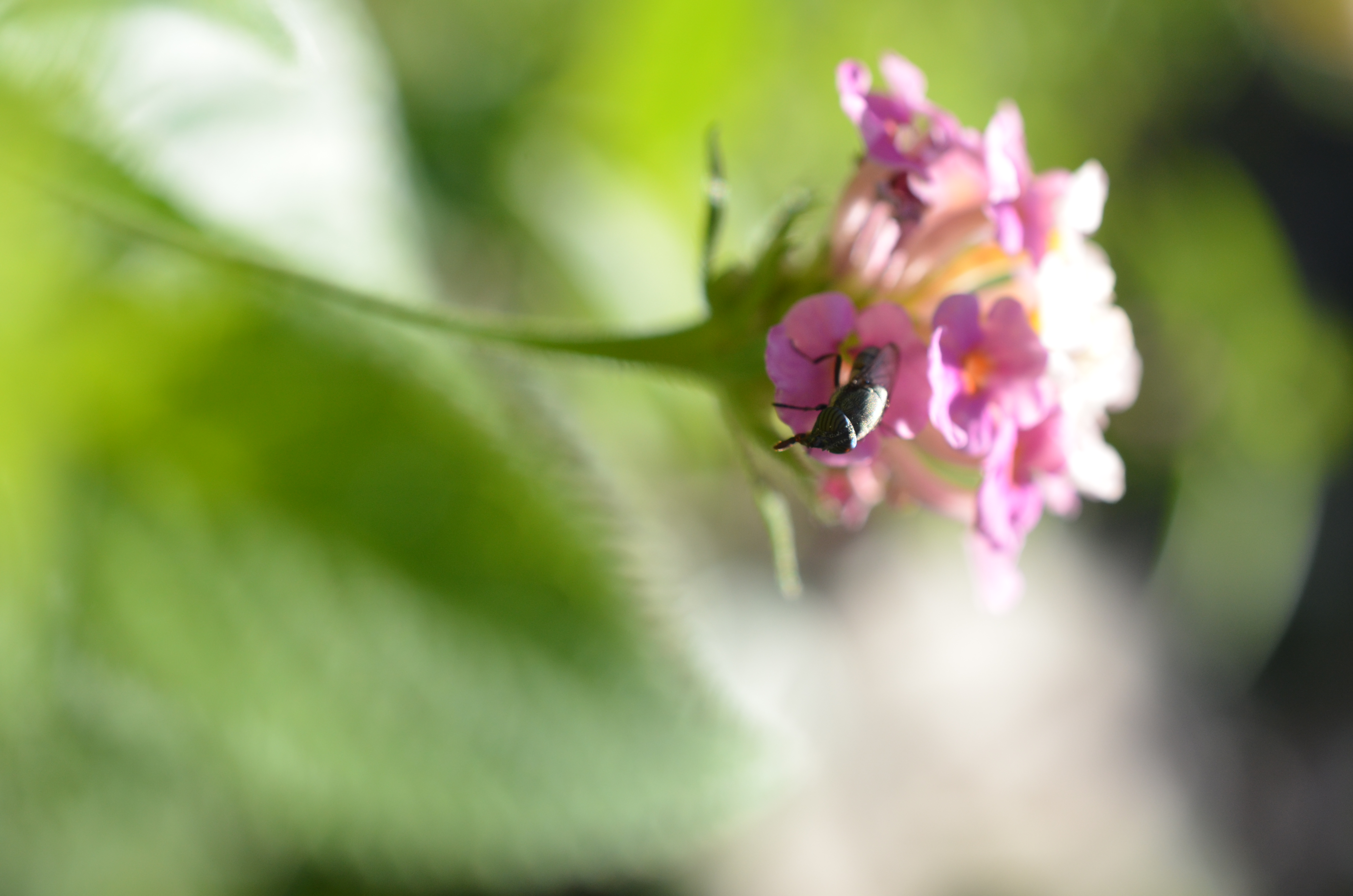 <b>D7000 / AF-S DX Micro NIKKOR 40mm F2.8 G / 約5.1MB / 3,264×4,928 / 1/640秒 / F6.3 / +0.3EV / ISO400 / WB:晴天 / 40mm</b>