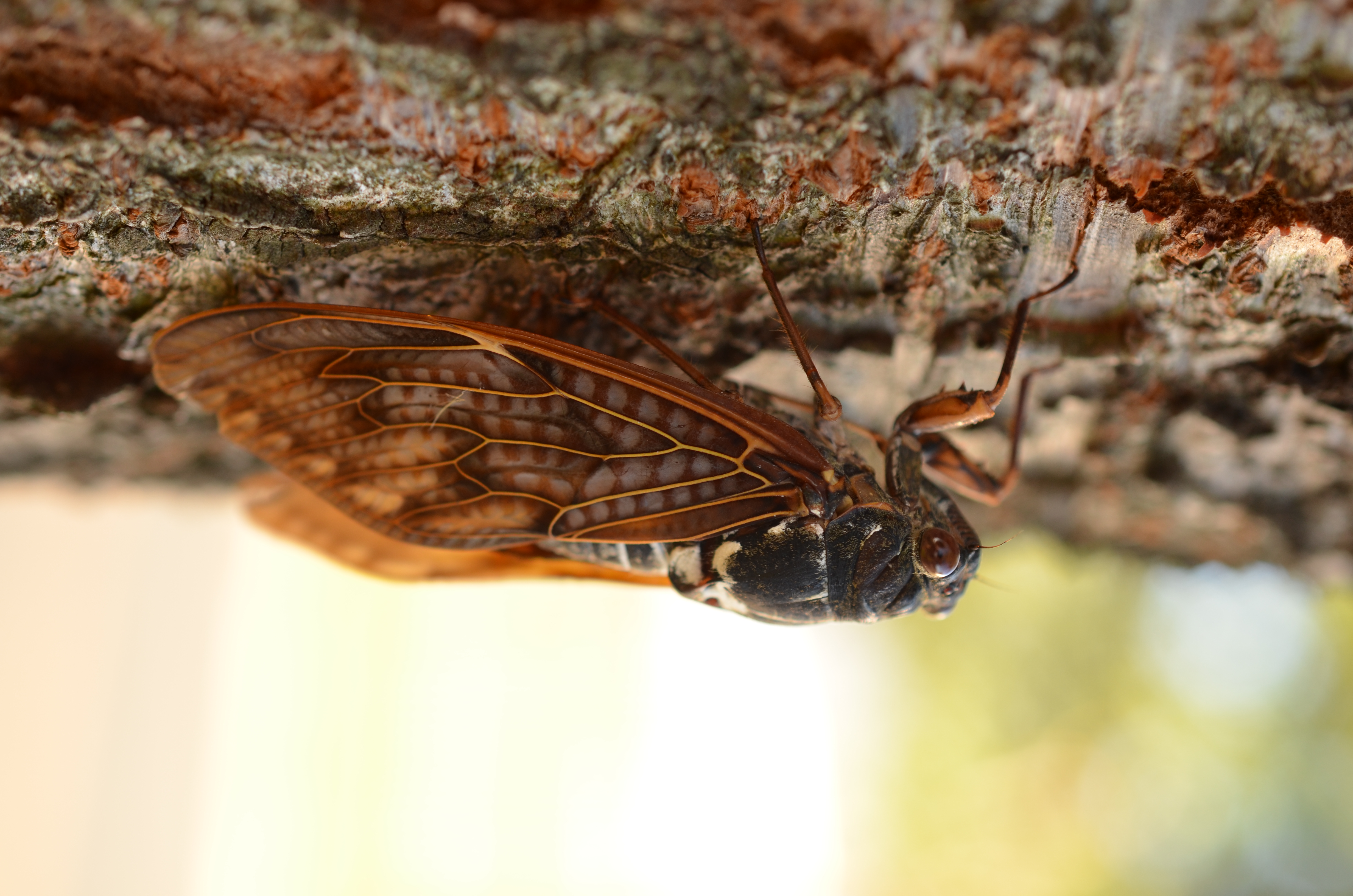 <b>D7000 / AF-S DX Micro NIKKOR 40mm F2.8 G / 約5.2MB / 3,264×4,928 / 1/100秒 / F4.5 / +0.7EV / ISO200 / WB: 晴天日陰 / 40mm</b>