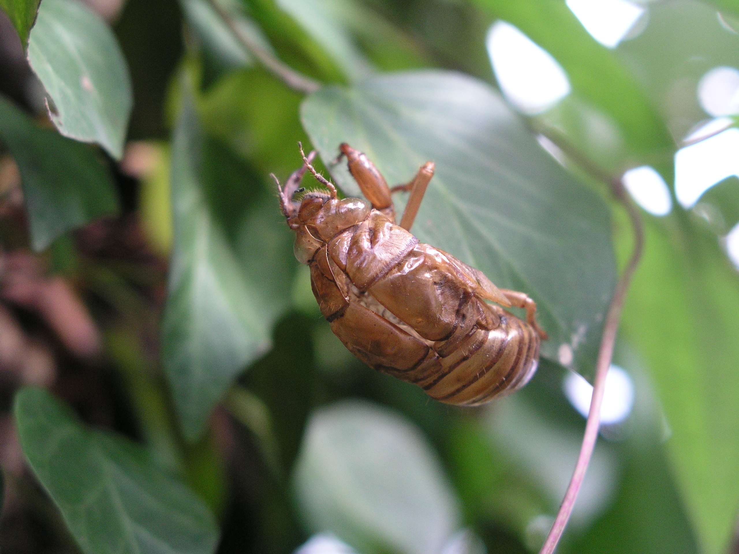 <b>C-5050 ZOOM / 約2.7MB / 2,560×1,920 / 1/100秒 / F2.6 / 0.0EV / ISO200 / WB:オート / 21.3mm</b>