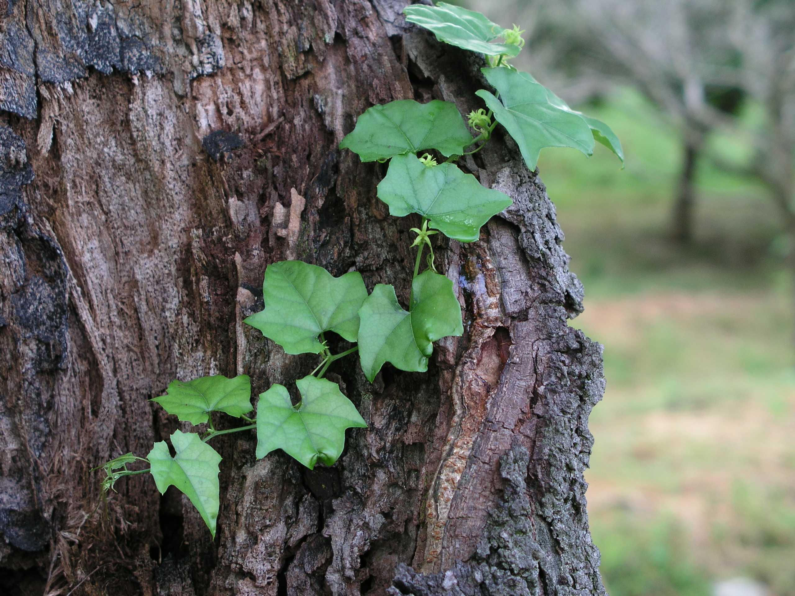 <b>C-5050 ZOOM / 約3.0MB / 2,560×1,920 / 1/50秒 / F2.6 / -0.3EV / ISO64 / WB:オート / 21.3mm</b>