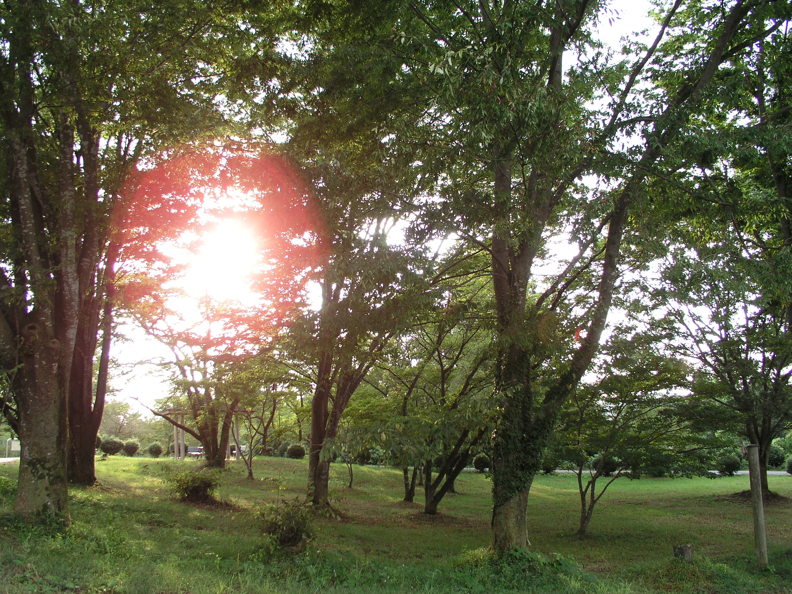 <b>C-5050 ZOOM / 約2.9MB / 2,560×1,920 / 1/60秒 / F2.8 / +1.0EV / ISO64 / WB:オート / 7.1mm</b>