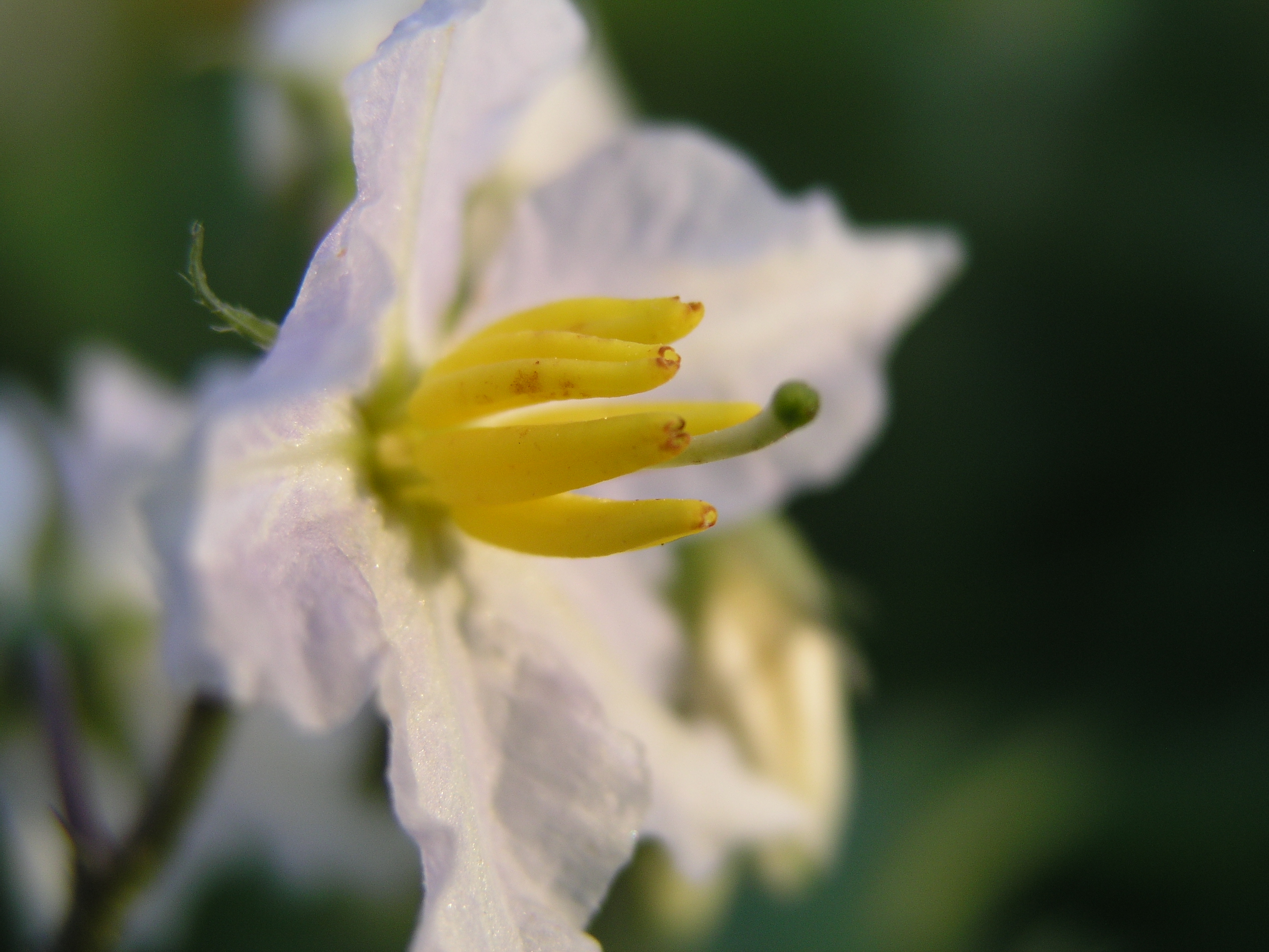 <b>C-5050 ZOOM / 約1.9MB / 2,560×1,920 / 1/800秒 / F2 / 0.0EV / ISO64 / WB:オート / 11.9mm / スーパーマクロ</b>