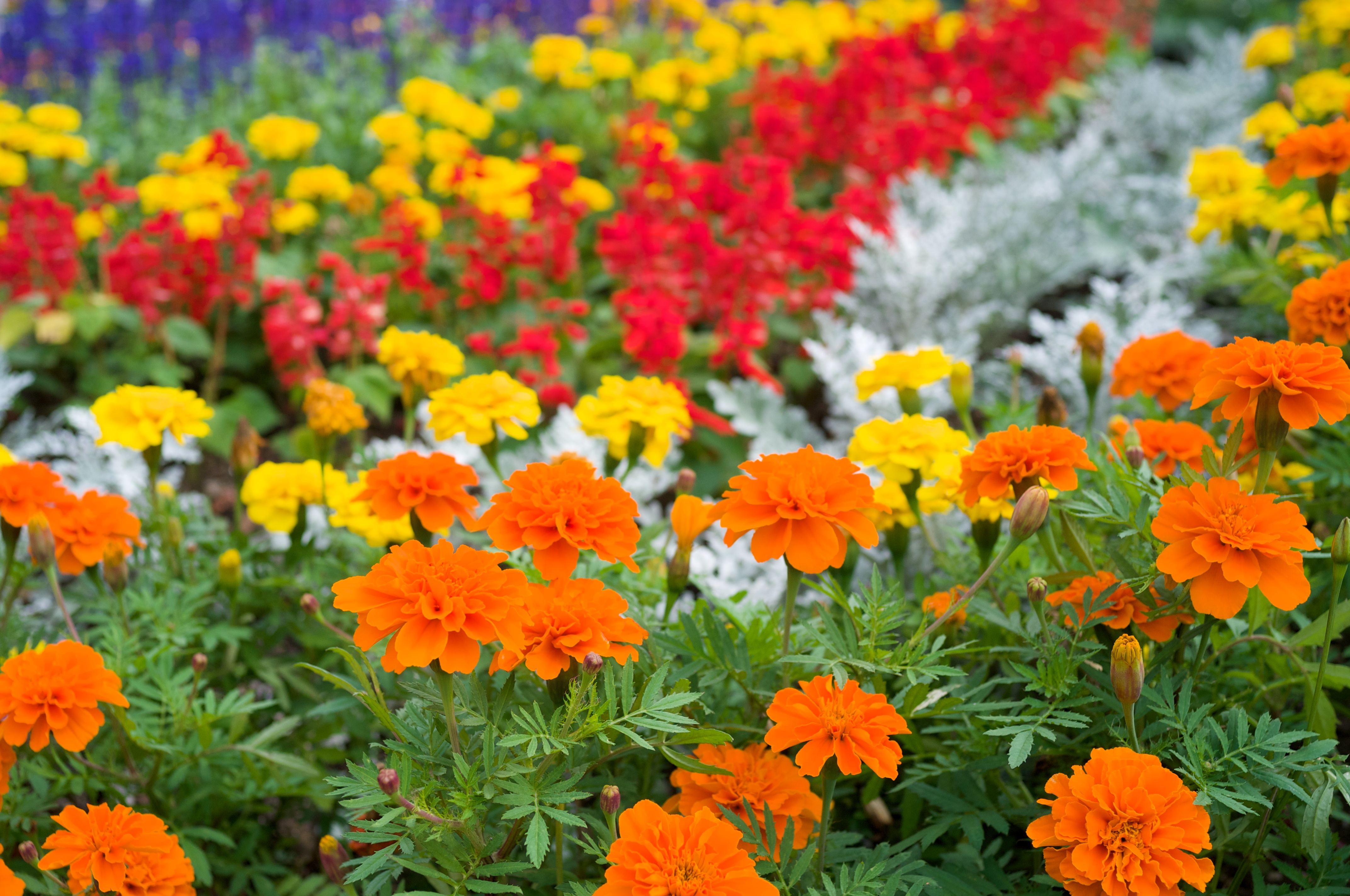 <b>F4 / GXR MOUNT A12 / Biogon T* 2.8/25 ZM / 約2.8MB / 4,288×2,846 / 1/1,000秒 / 0.0EV / ISO200 / WB:オート / 28mm</b>