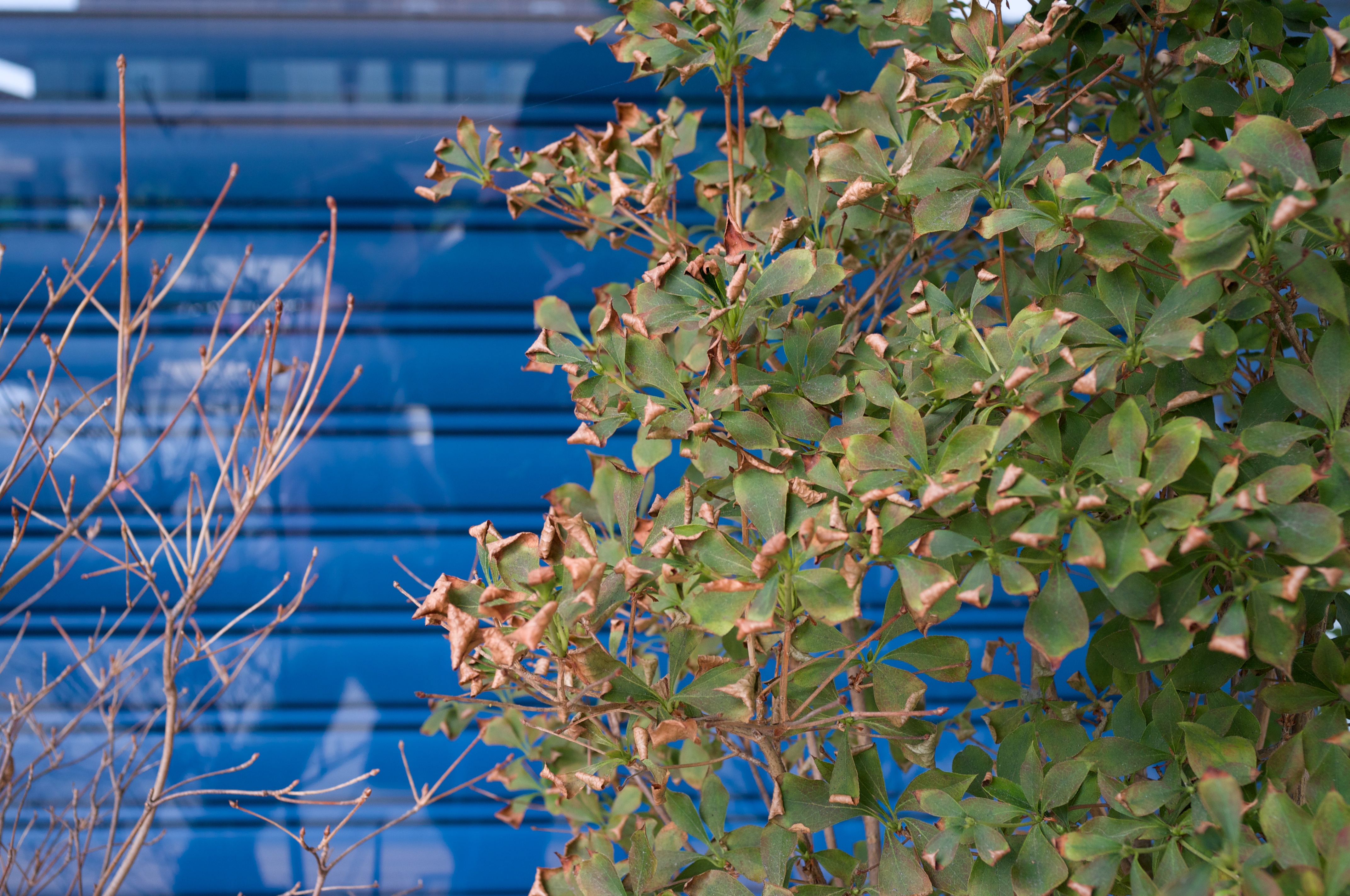 <b>GXR MOUNT A12 / Biogon T* 2.8/25 ZM / 約3.5MB / 4,288×2,846 / 1/60秒 / F2.8 / -0.3EV / ISO295 / WB:オート / 25mm</b>