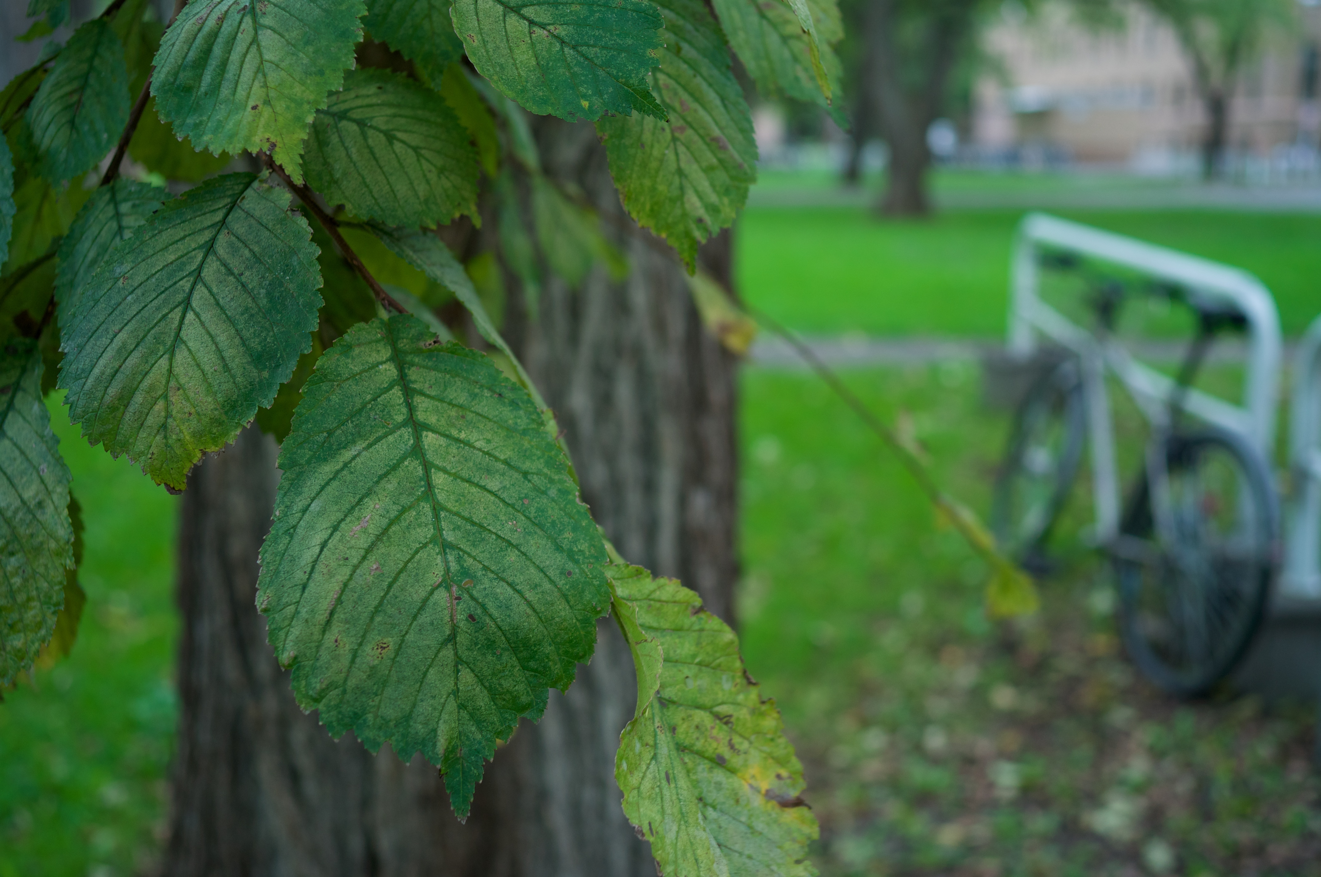 <b>GXR MOUNT A12 / Biogon T* 2.8/25 ZM / 約2.8MB / 4,288×2,846 / 1/10秒 / F2.8 / -0.7EV / ISO200 / WB:屋外 / 25mm</b>