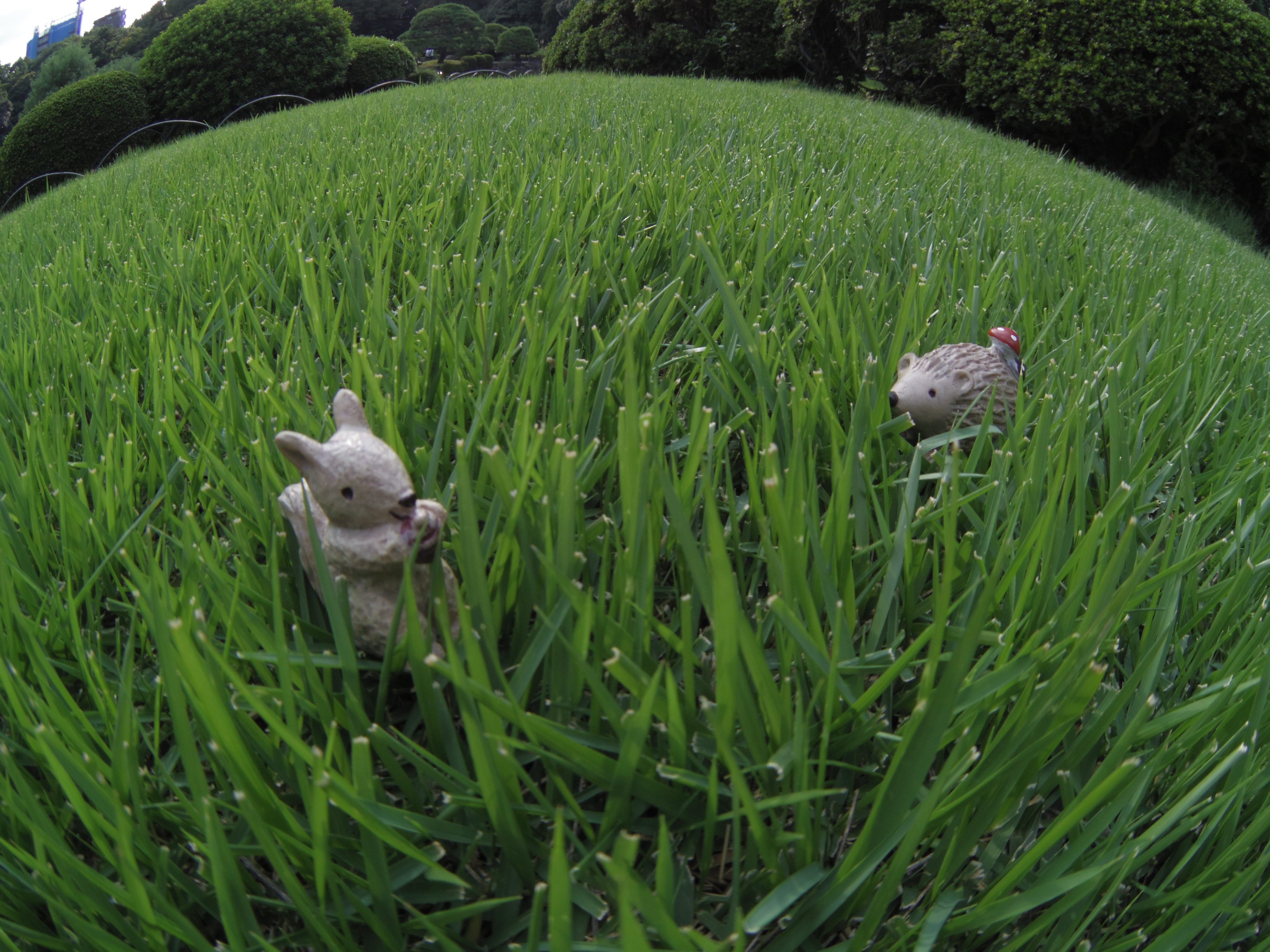 <b>新しく手に入れた「03 FISH-EYE」で撮影。ピントは右後方のハリネズミのお尻のキノコです。普通は左のリスに合わせるのでしょうが、それには理由があって……絞り優先AE / PENTAX Q / PENTAX-03 FISH EYE / 約3.9MB / 4,000×3,000 / 1/200秒 / F5.6 / 0.0EV / ISO125 / 3.2mm</b>