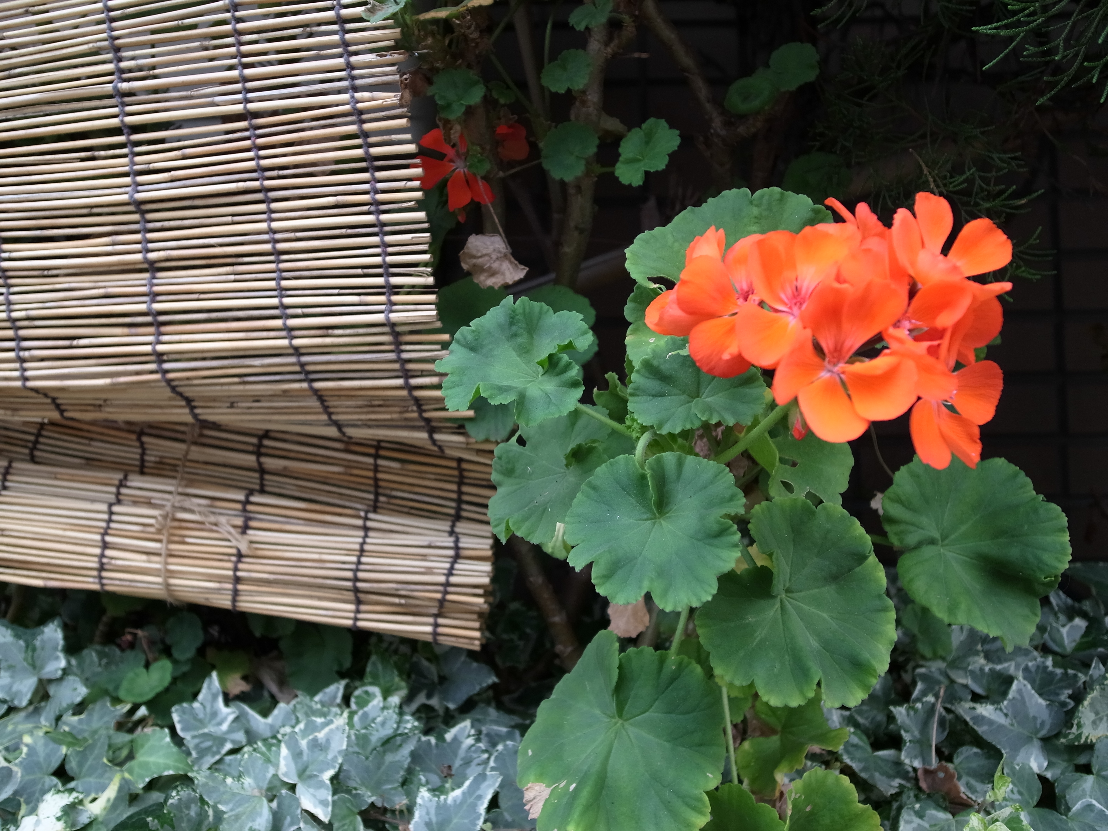 <b>スナップモード:オート / GR DIGITAL IV / 3,648×2,736 / 1/190秒 / F1.9 / 0EV / ISO100 / WB:オート</b>