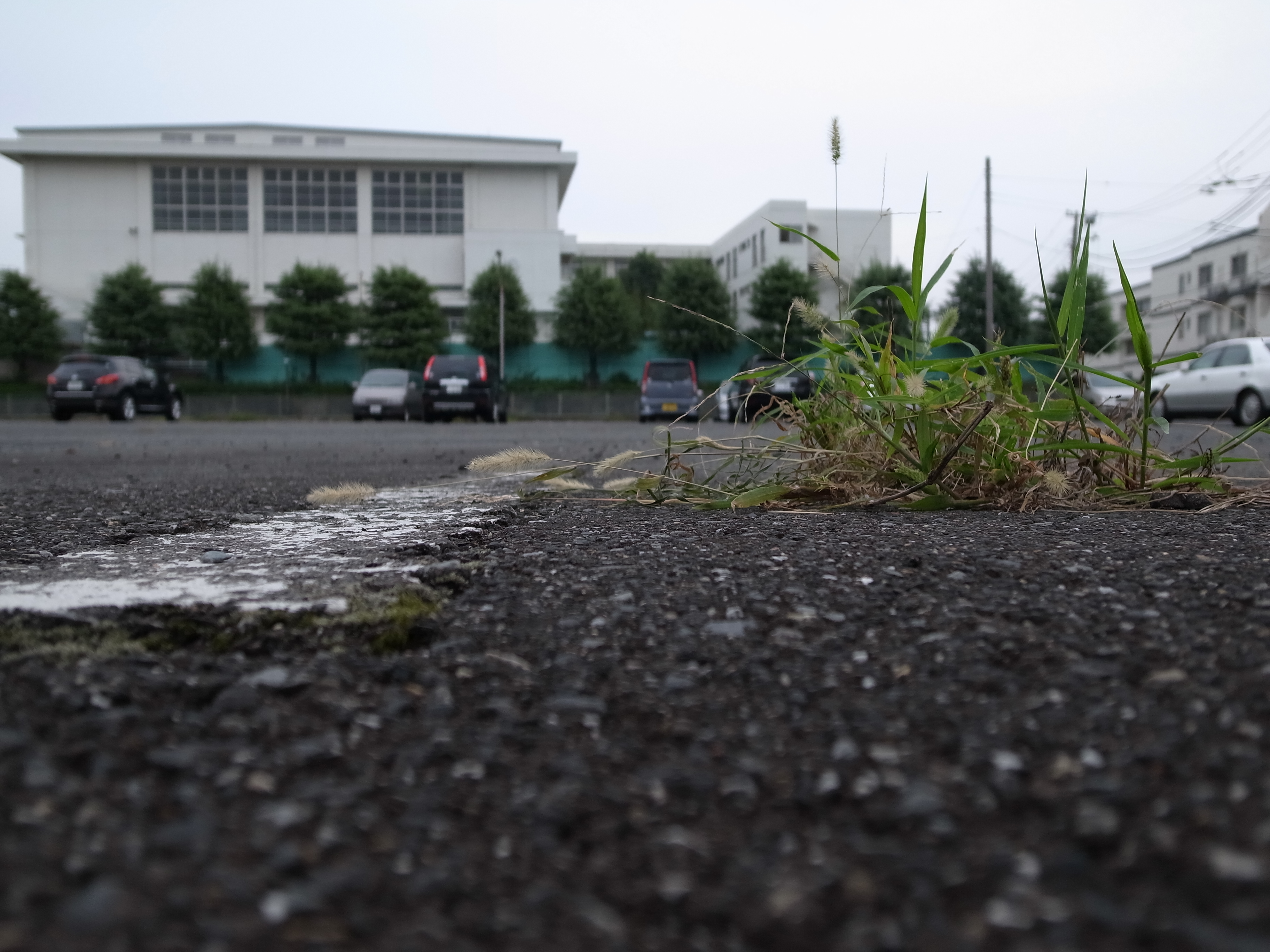 <b>スナップモード:オート / GR DIGITAL IV / 3,648×2,736 / 1/1,250秒 / F1.9 / 0EV / ISO100 / WB:オート</b>