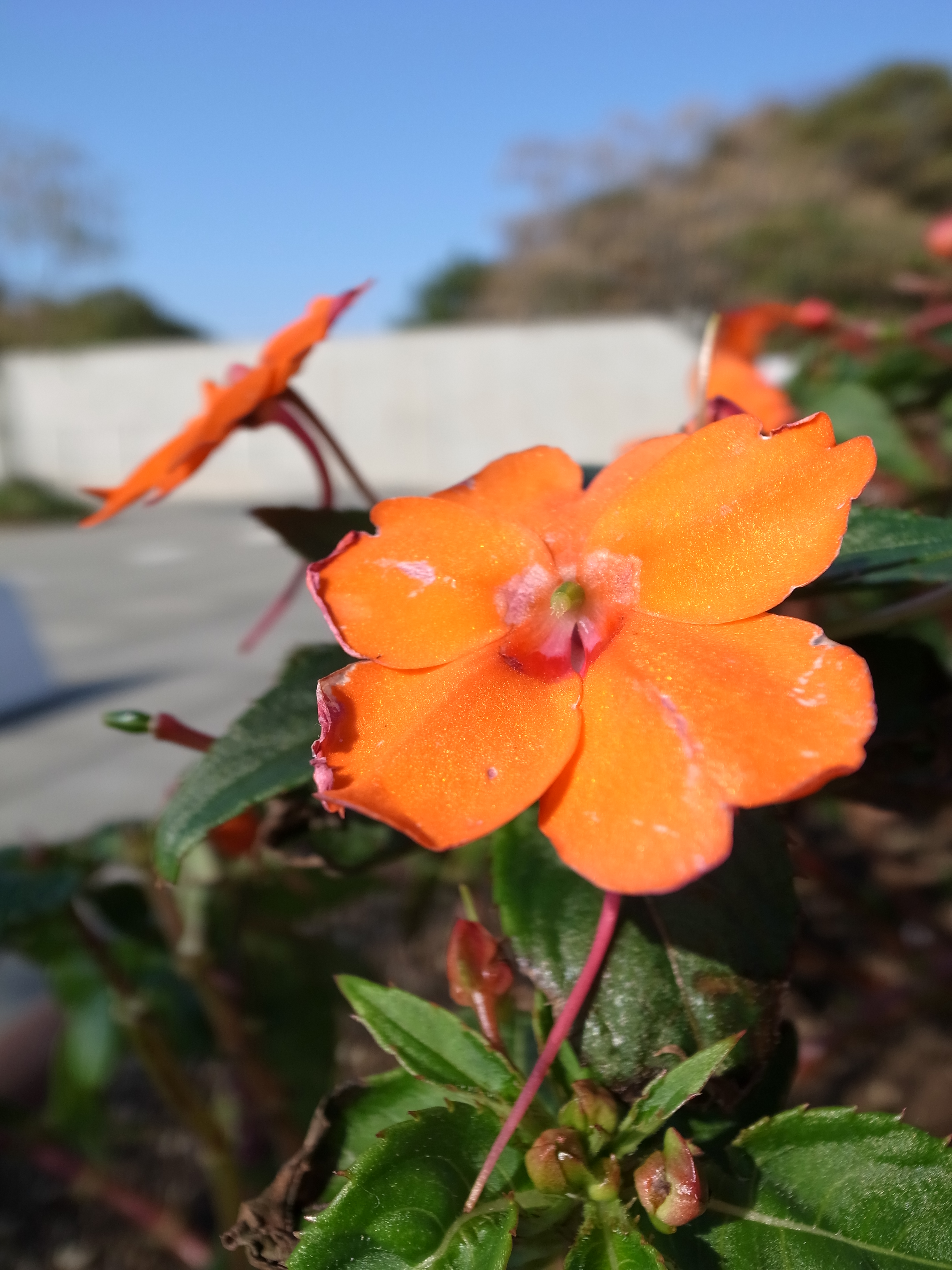 <b>スタンダード / GR DIGITAL IV / 3,648×2,736 / 1/2000秒 / f2.5 / 0EV / ISO80 / WB:オート</b>