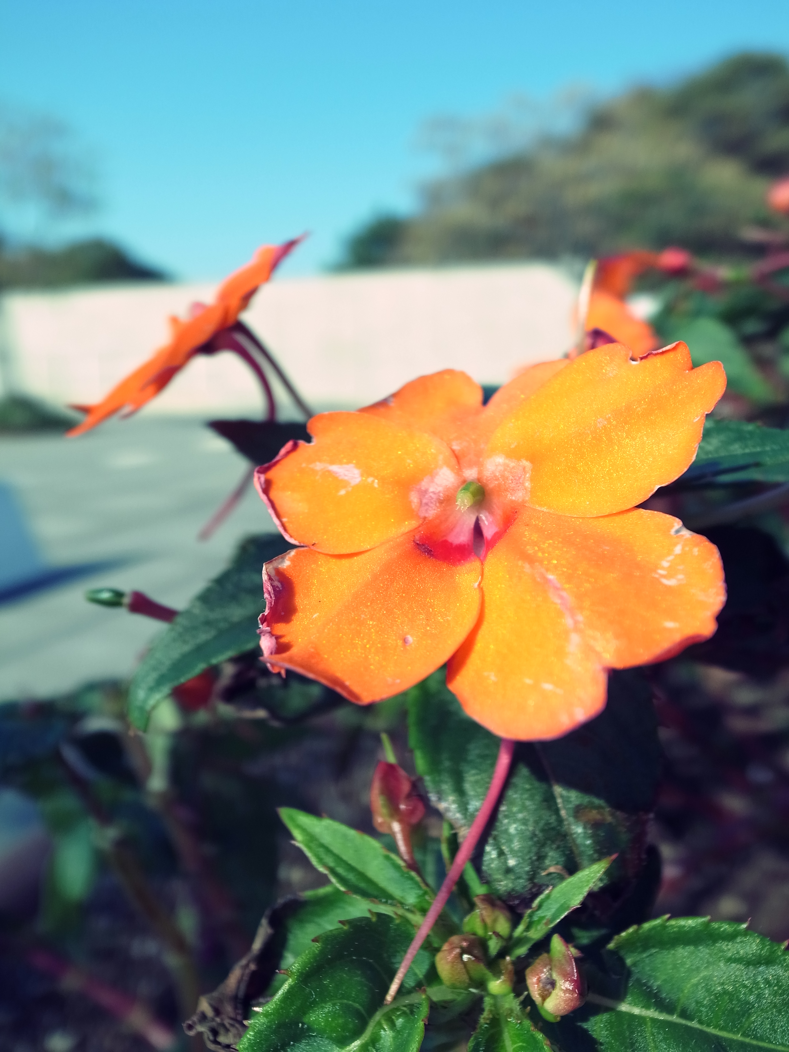 <b>クロスプロセス / GR DIGITAL IV / 3,648×2,736 / 1/2000秒 / f2.5 / 0EV / ISO80 / WB:オート</b>