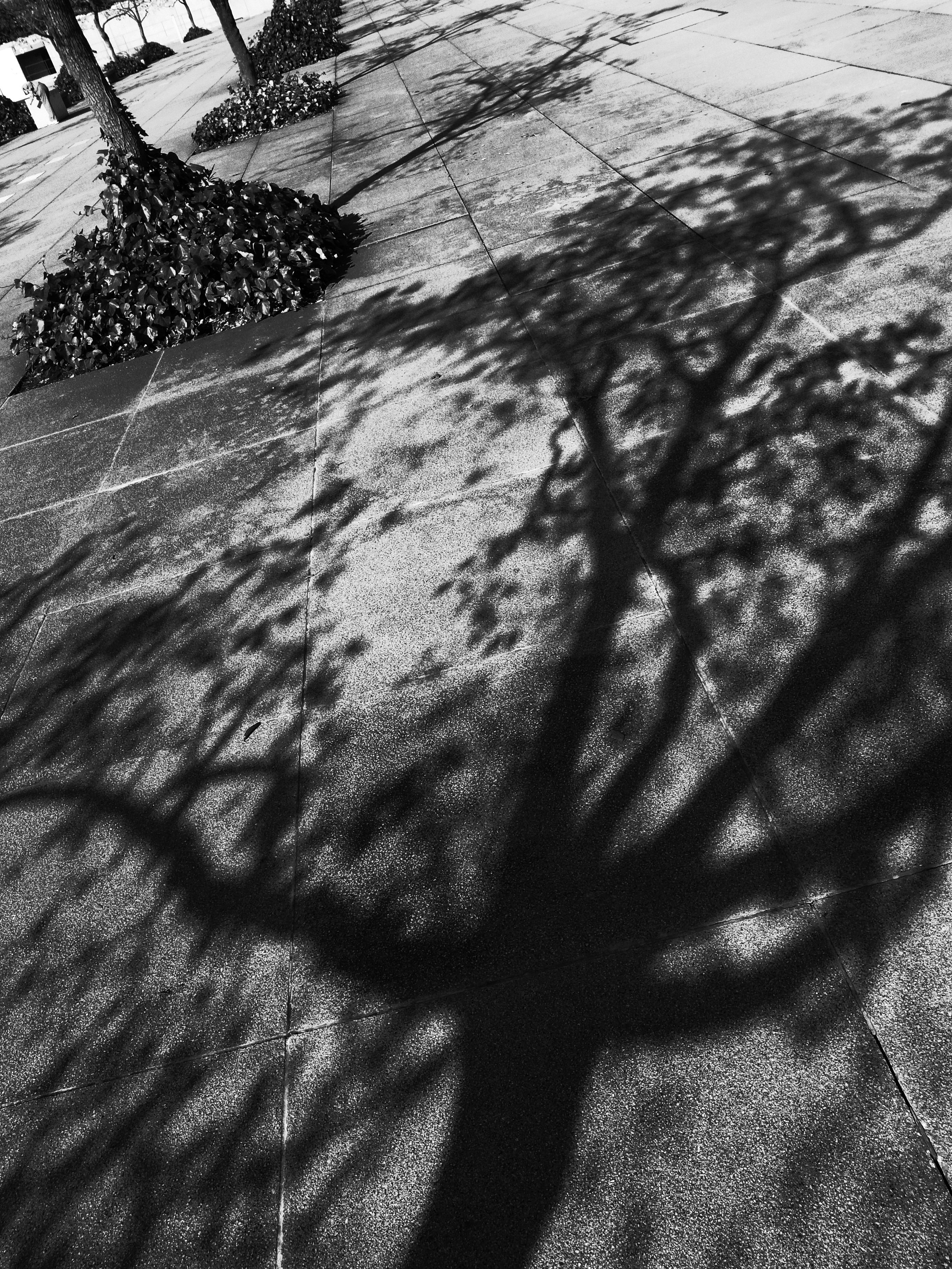 <b>ハイコントラスト白黒 / GR DIGITAL IV / 3,648×2,736 / 1/380秒 / F5.6 / 0EV / ISO80 / WB:オート</b>