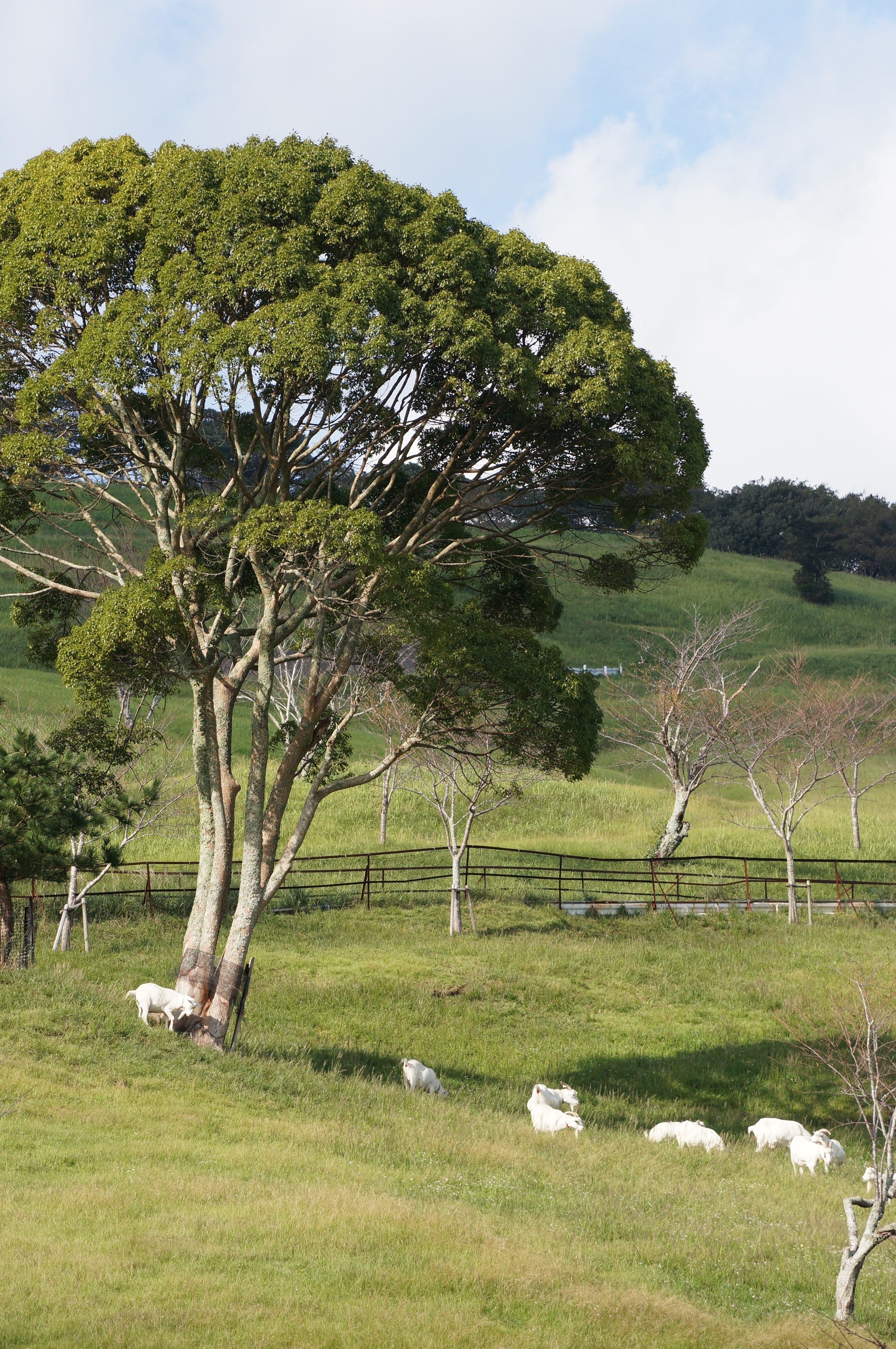 <b>NEX-5N / E 55-210mm F4.5-6.3 OSS / 約7.8MB / 3,264×4,912 / 1/640秒 / F8 / +0.3EV / ISO400 / 絞り優先AE / WB：オート / 109mm</b>