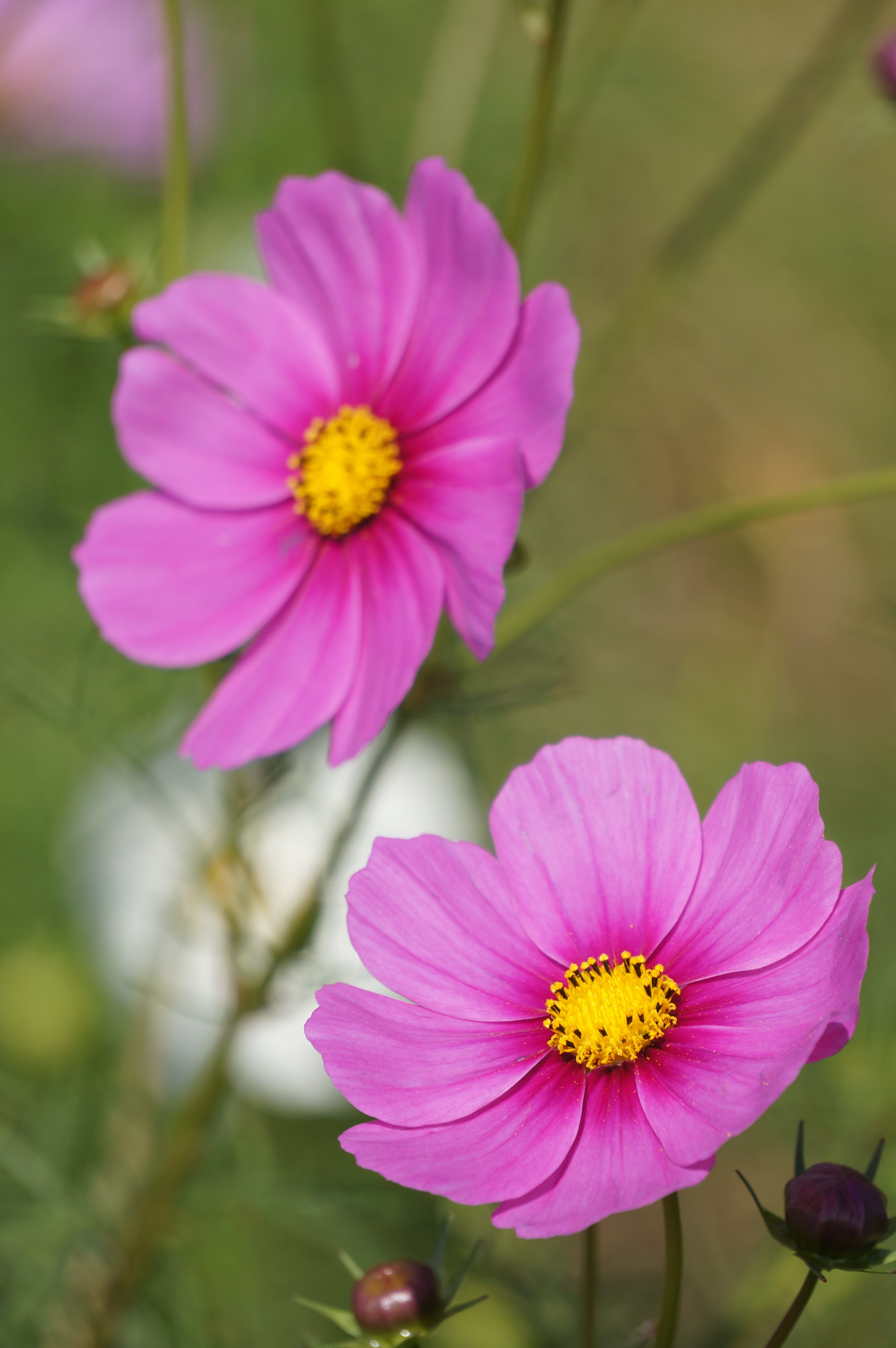 <b>NEX-5N / E 55-210mm F4.5-6.3 OSS / 約2.8MB / 3,264×4,912 / 1/400秒 / F7 / +0.7EV / ISO100 / 絞り優先AE / WB：オート / 210mm</b>