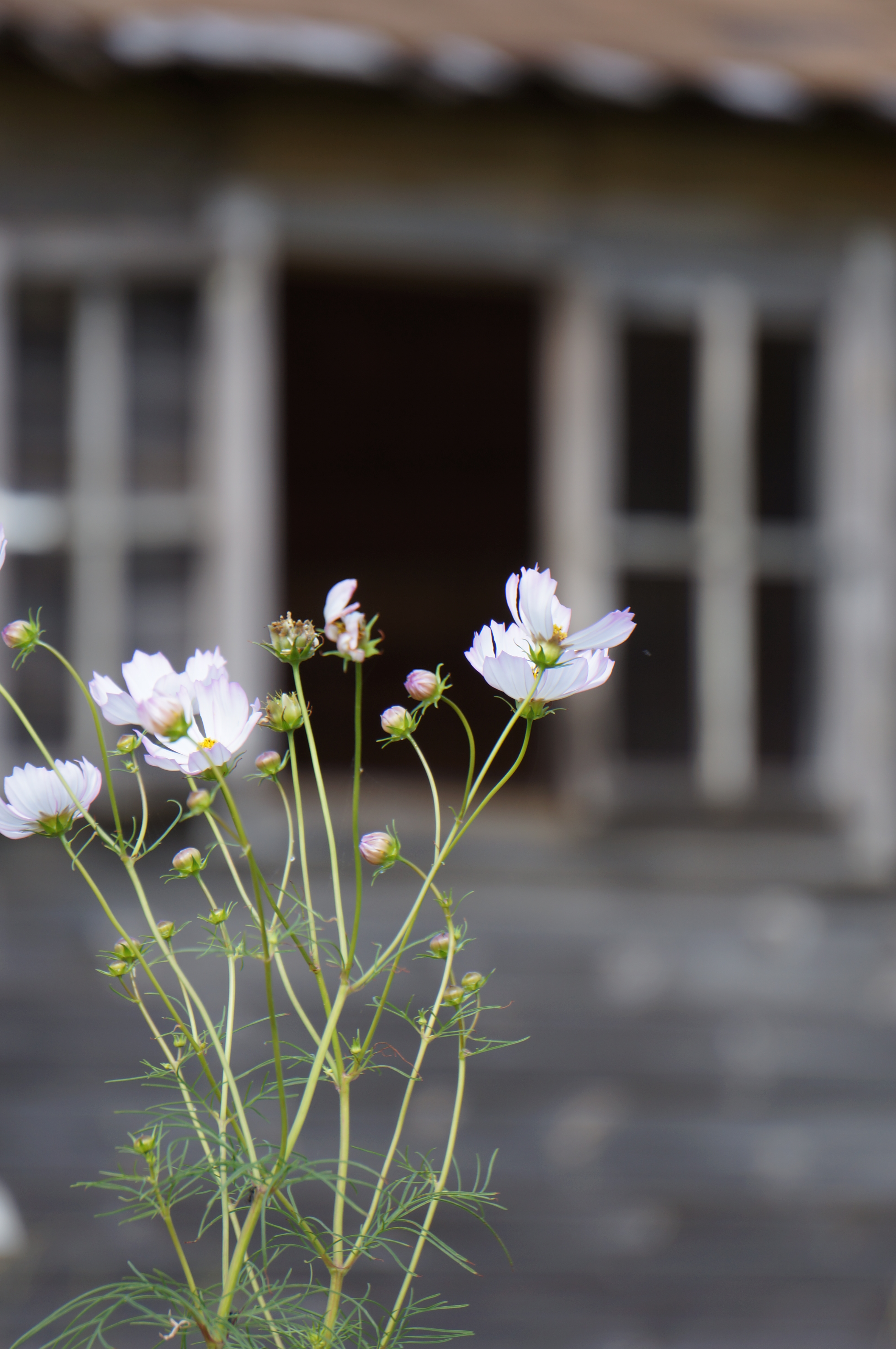 <b>NEX-5N / E 55-210mm F4.5-6.3 OSS / 約3MB / 3,264×4,912 / 1/100秒 / F7 / +0.3EV / ISO100 / 絞り優先AE / WB：オート / 200mm</b>