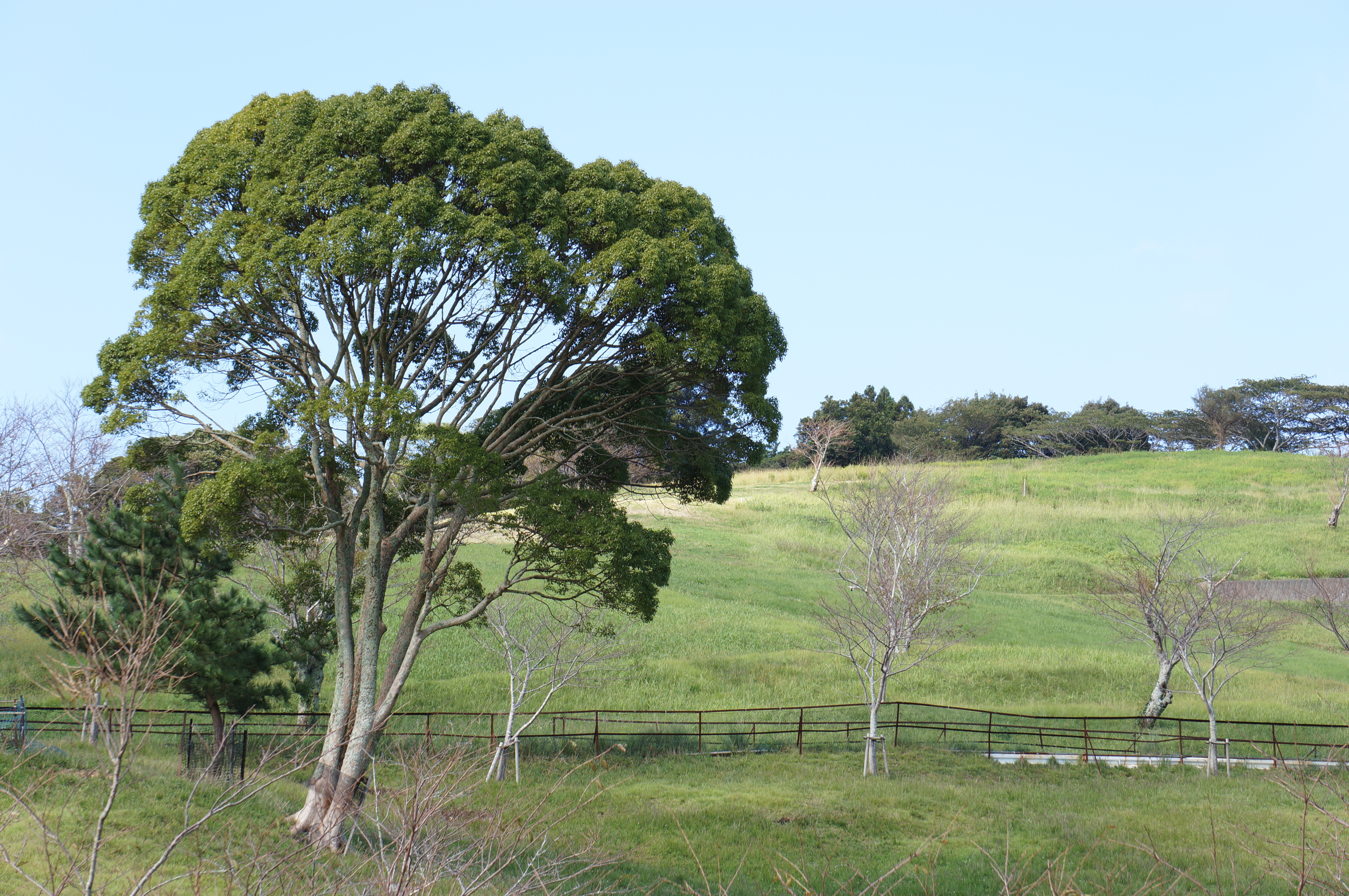 <b>NEX-5N / E 55-210mm F4.5-6.3 OSS / 約7.2MB / 4,912×3,264 / 1/60秒 / F9 / +1EV / ISO100 / 絞り優先AE / WB：オート / 86mm</b>