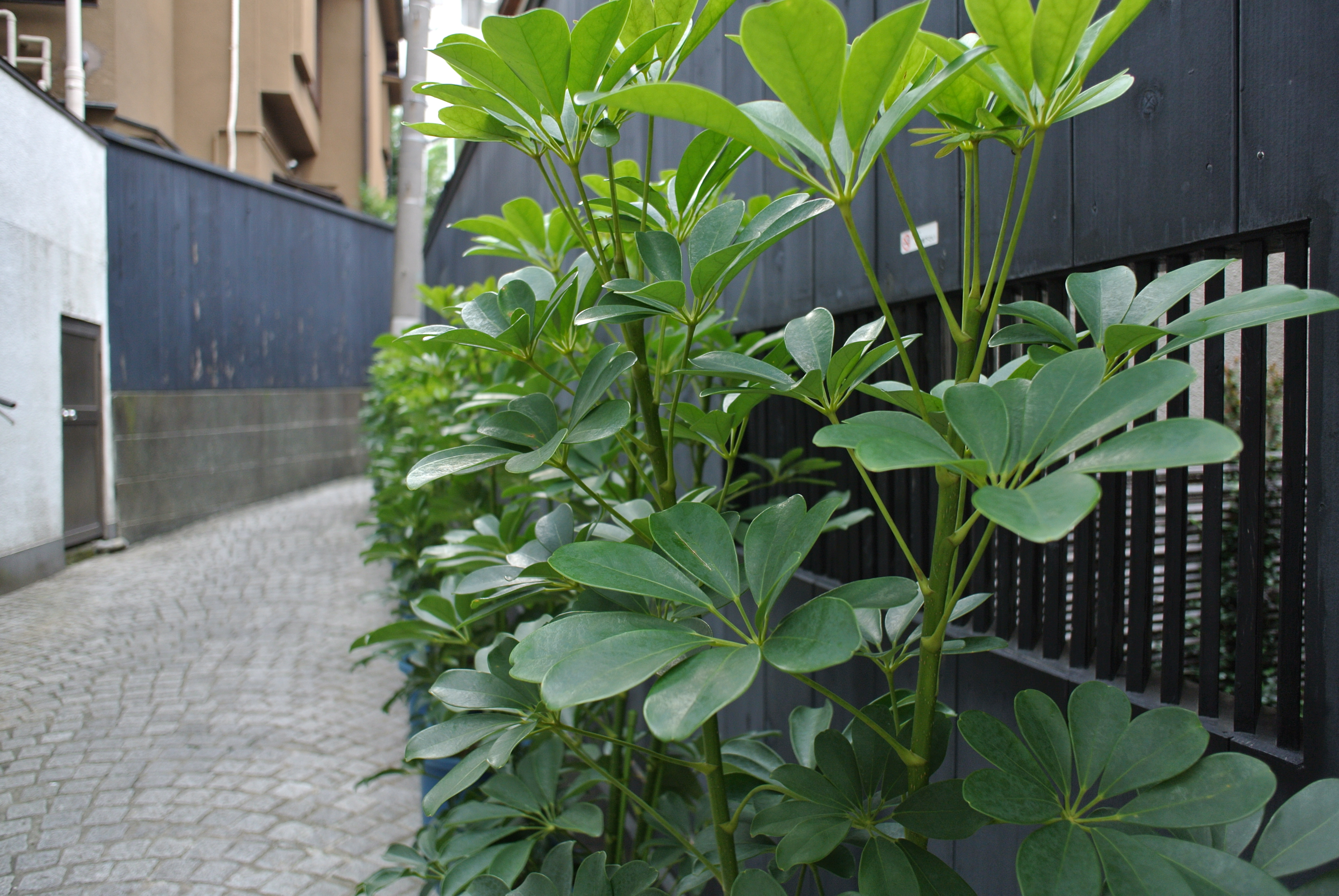 <b>NIKON 1 V1 / 1 NIKKOR 10mm F2.8 / 5.6MB / 3,872×2,592 / 1/60秒 / F2.8 / -0.7EV / ISO100 / WB:オート / 10mm</b>