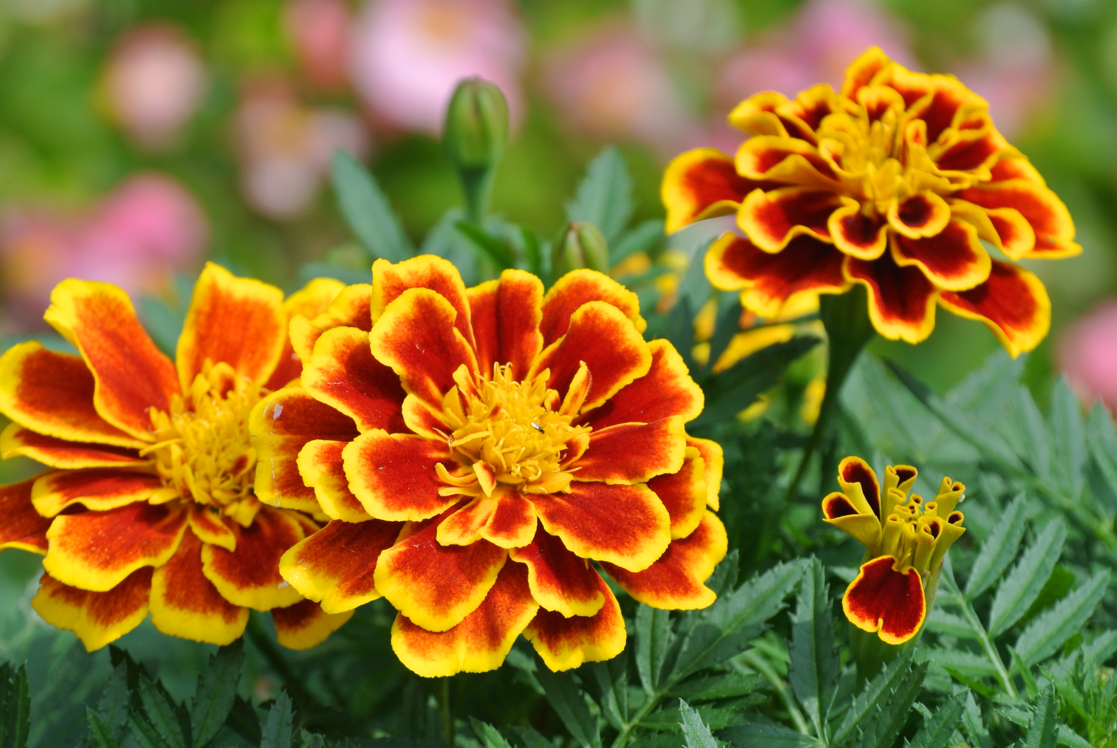 <b>NIKON 1 V1 / 1 NIKKOR VR 30-110mm F3.8-5.6 / 5.4MB / 3,872×2,592 / 1/250秒 / F5.6 / +0.3EV / ISO100 / WB:オート / 110mm</b>