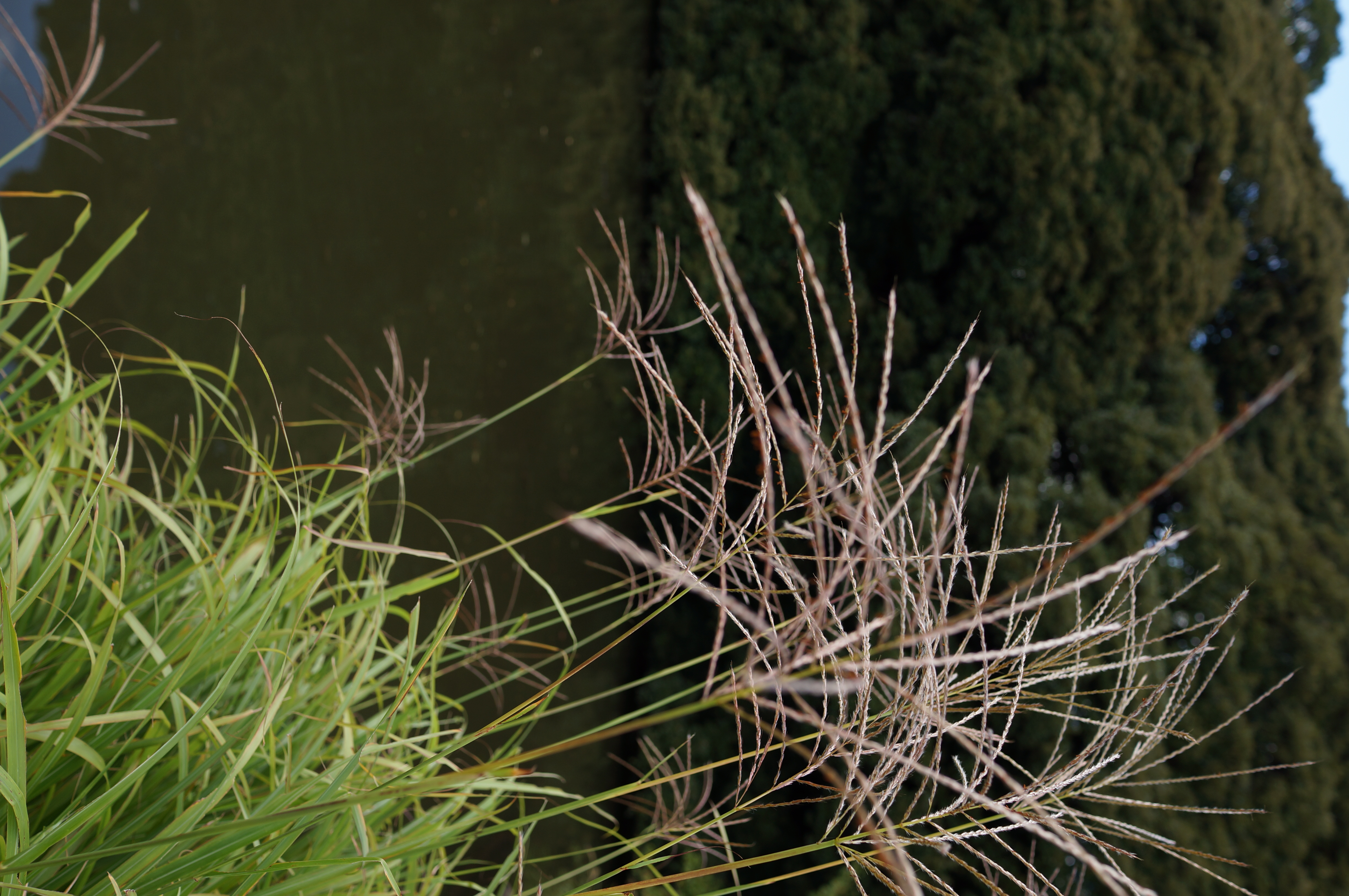 <b>NEX-5N / Sonnar T* E 24mm F1.8 ZA / 約4.6MB / 3264x4912 / 1/250秒 / F4 / -1.0EV / ISO100 / WB:オート</b>