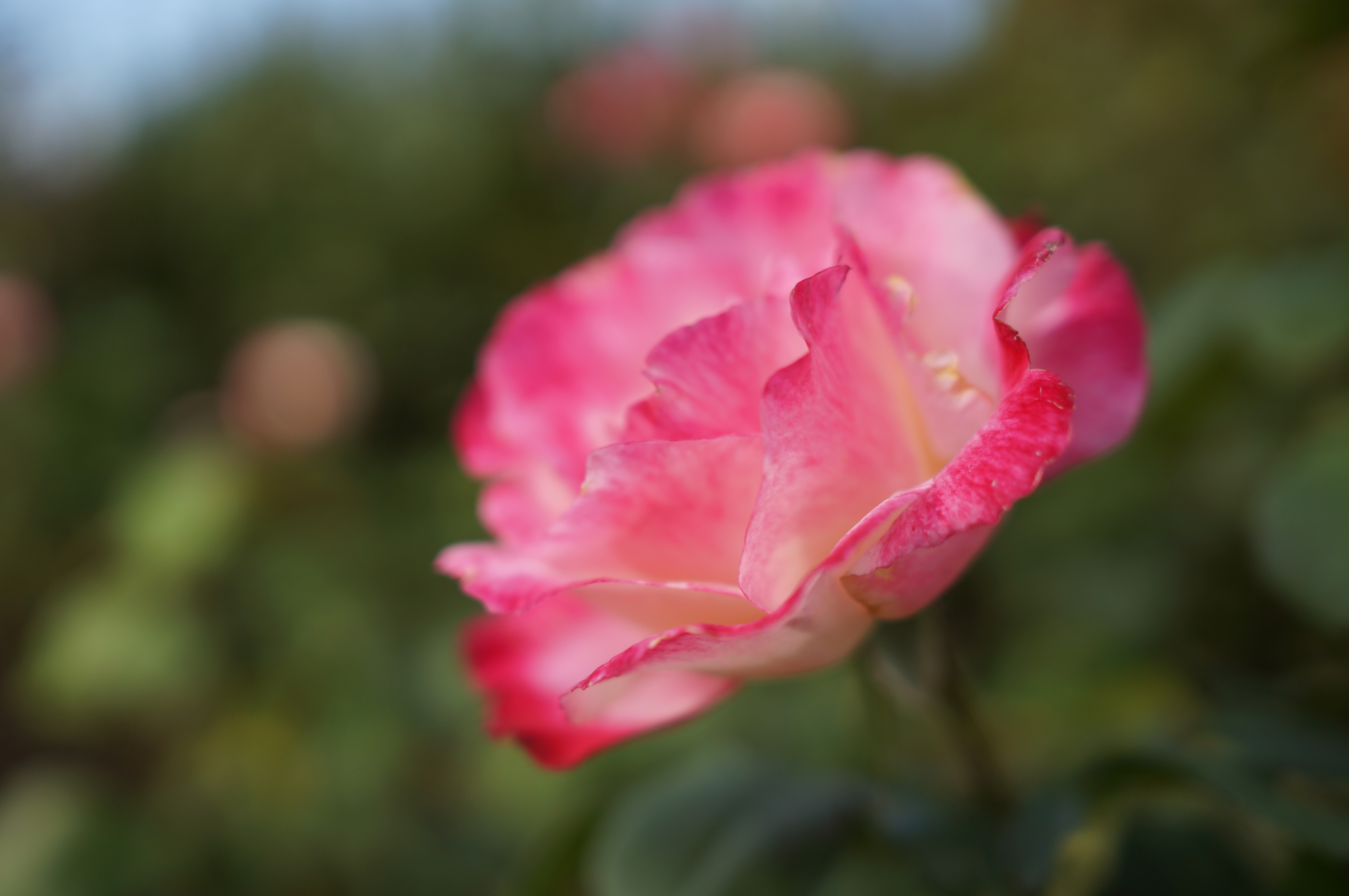 <b>NEX-5N / Sonnar T* E 24mm F1.8 ZA / 約2.8MB / 4,912×3,264 / 1/1,600秒 / F2 / +0.7EV / ISO100 / WB:オート</b>