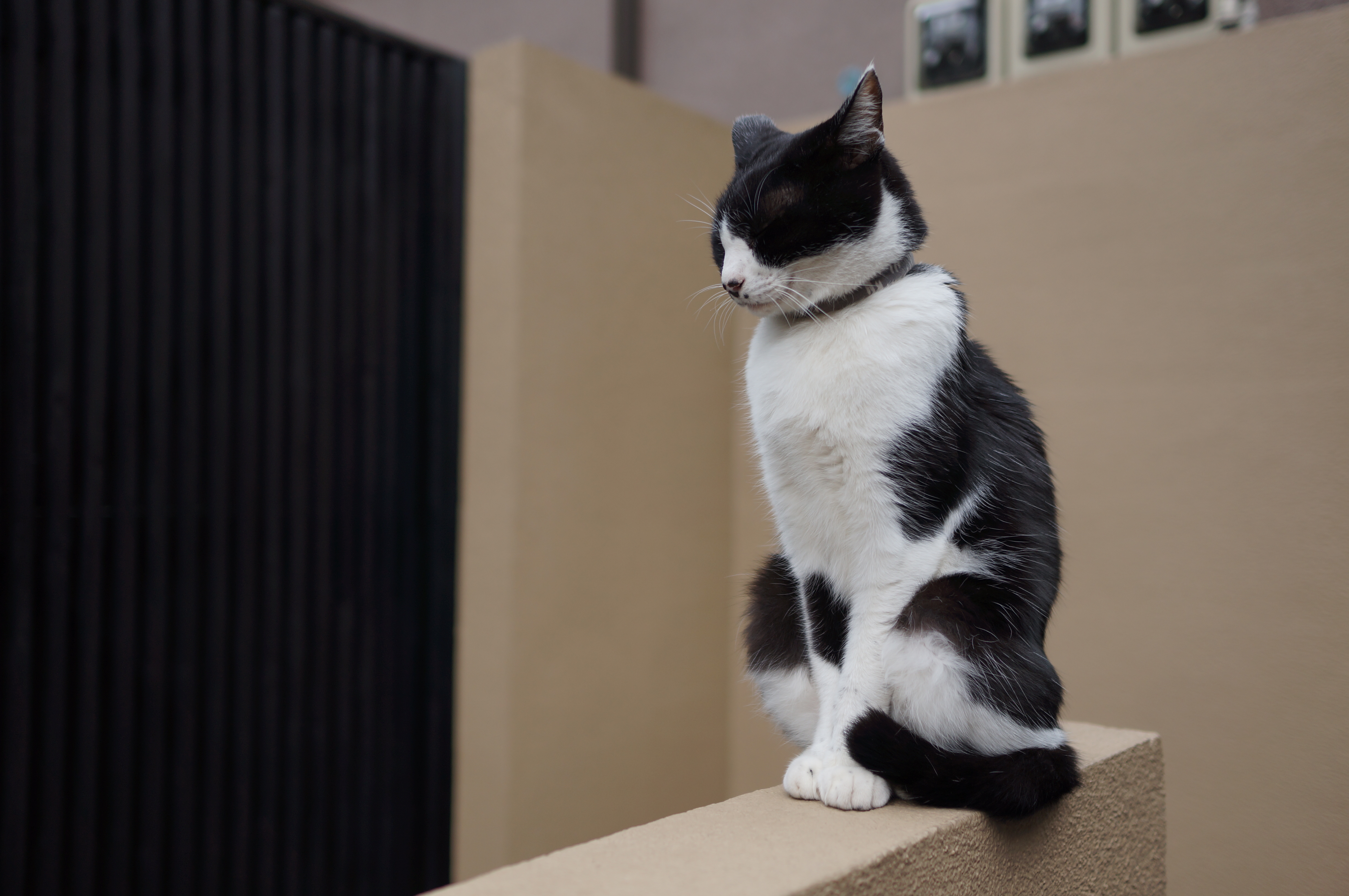 <b>NEX-5N / Sonnar T* E 24mm F1.8 ZA / 約3.4MB / 4,912×3,264 / 1/500秒 / F2 / 0.0EV / ISO100 / WB:オート</b>