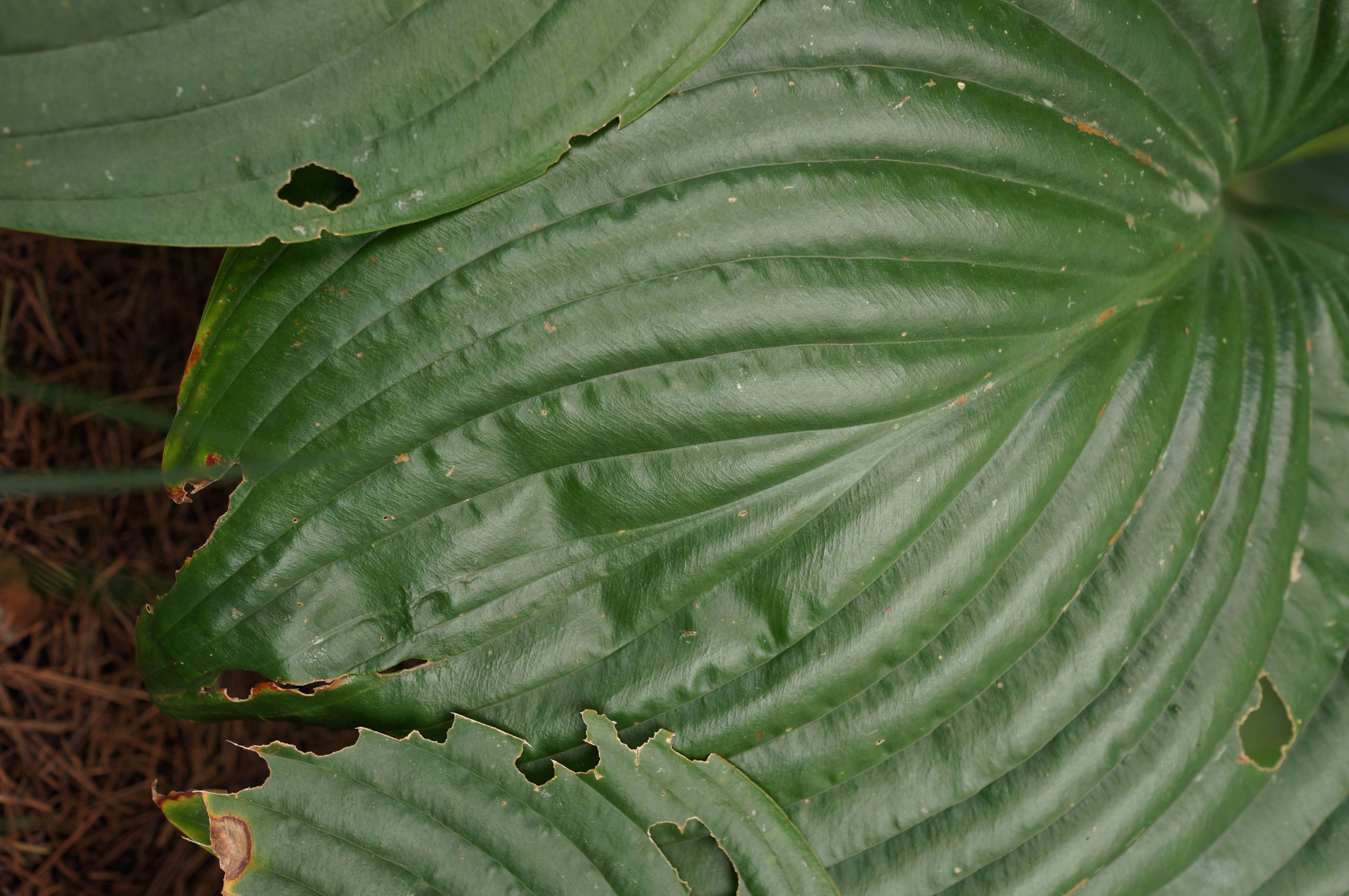 <b>NEX-5N / Sonnar T* E 24mm F1.8 ZA / 約5.2MB / 3264x4912 / 1/60秒 / F4 / 0.0EV / ISO200 / WB:曇天</b>