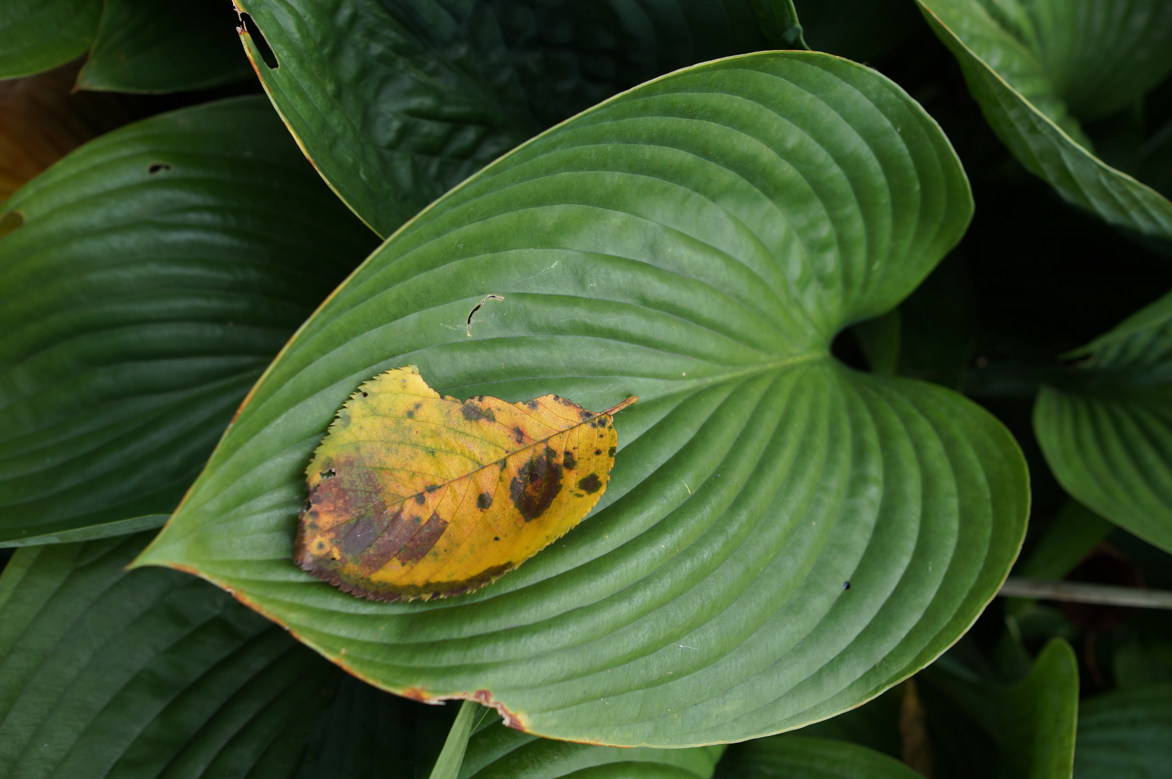 <b>NEX-5N / Sonnar T* E 24mm F1.8 ZA / 約3.7MB / 3264x4912 / 1/100秒 / F4 / 0.0EV / ISO100 / WB:オート</b>