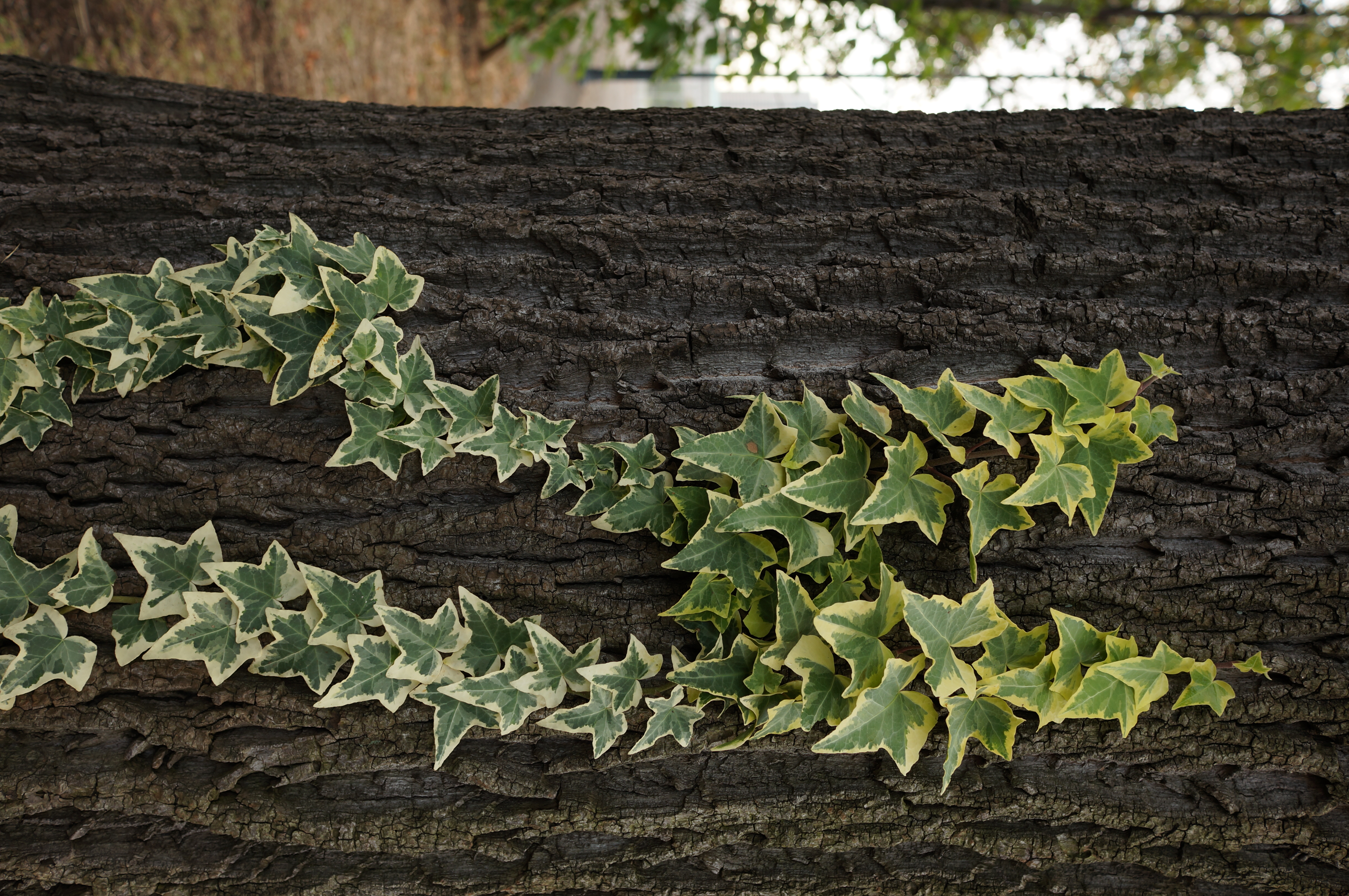 <b>NEX-5N / Sonnar T* E 24mm F1.8 ZA / 約6.9MB / 3264x4912 / 1/60秒 / F4 / -0.3EV / ISO100 / WB:曇天</b>