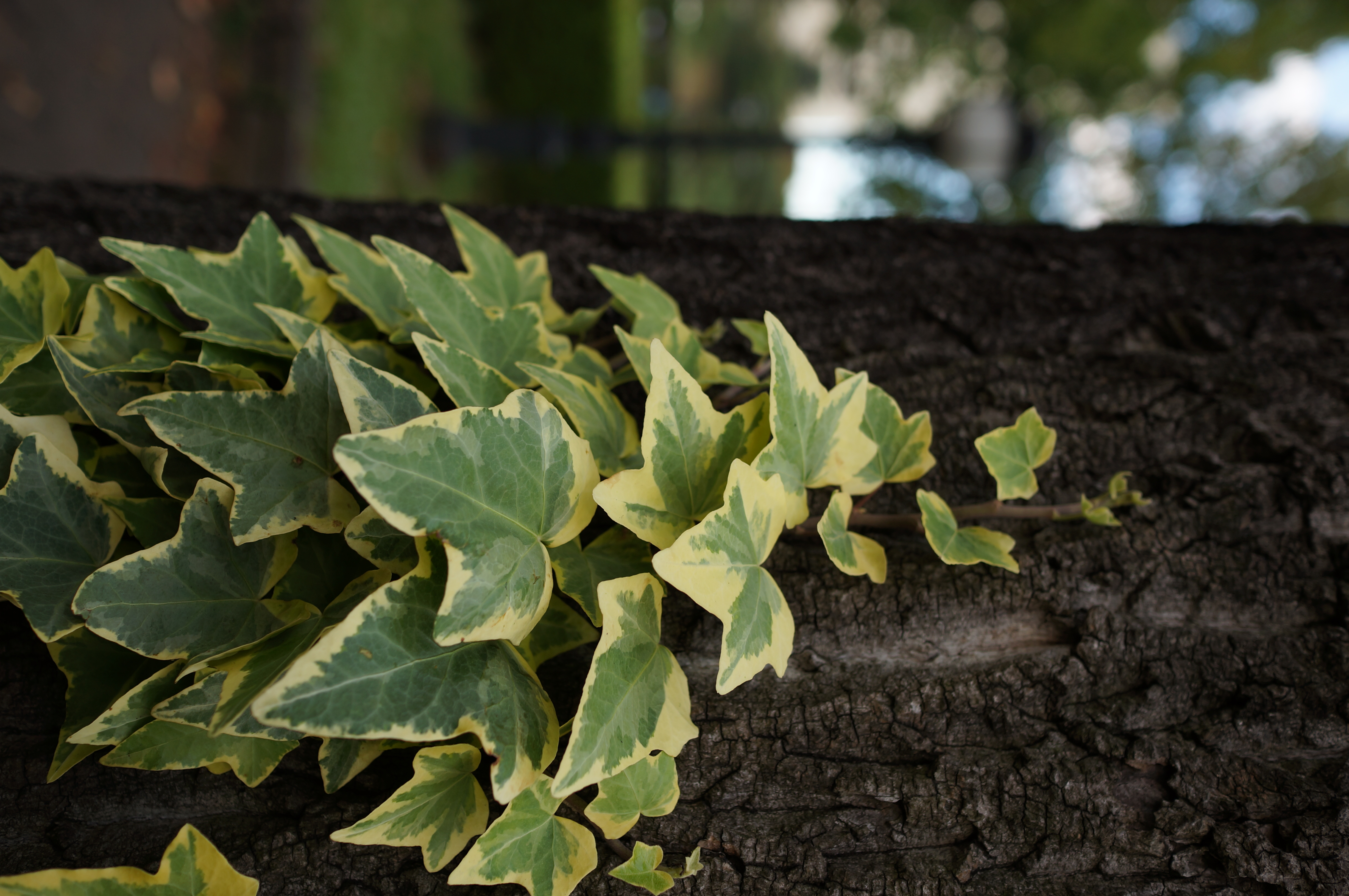 <b>NEX-5N / Sonnar T* E 24mm F1.8 ZA / 約4.1MB / 3264x4912 / 1/250秒 / F2.8 / -0.3EV / ISO100 / WB:オート</b>