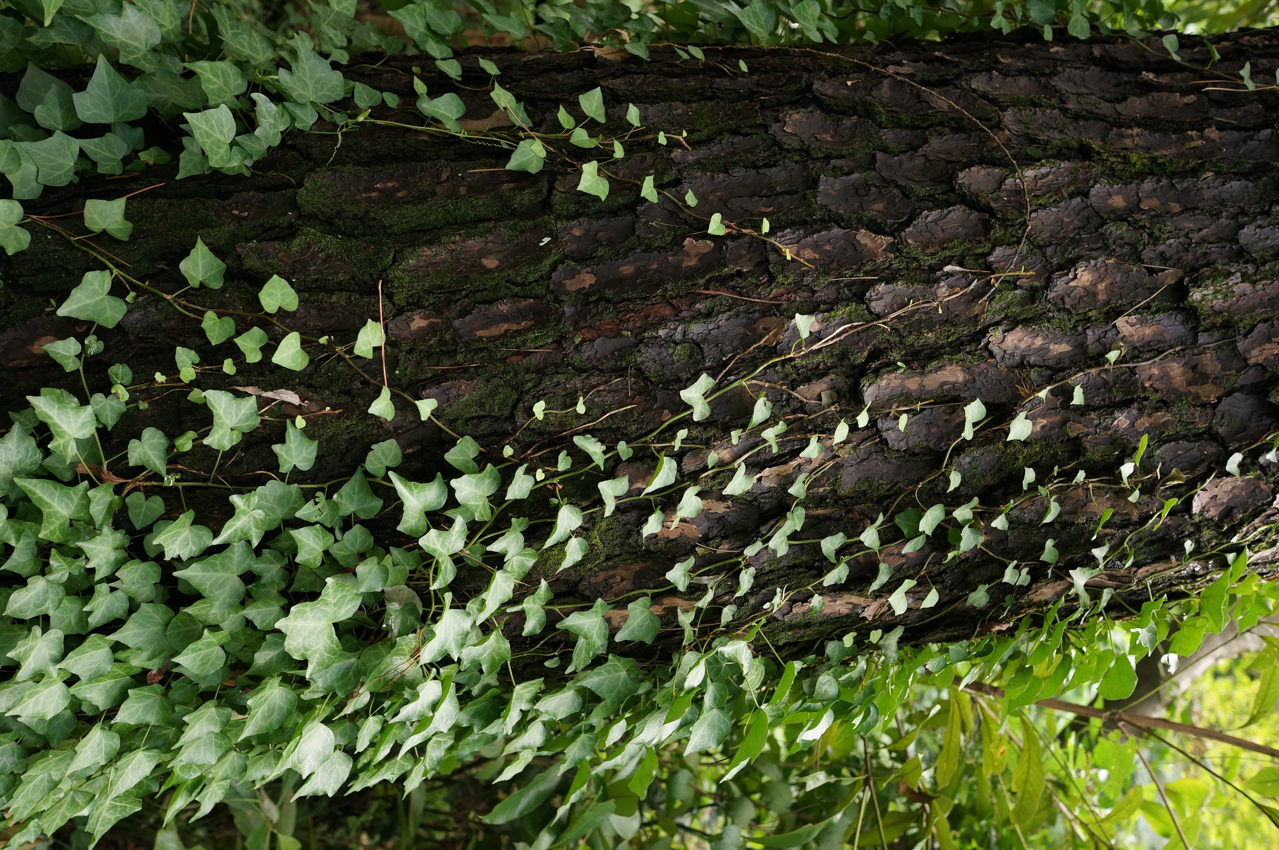 <b>NEX-5N / Sonnar T* E 24mm F1.8 ZA / 約6.8MB / 3264x4912 / 1/60秒 / F4 / -0.7EV / ISO800 / WB:曇天</b>