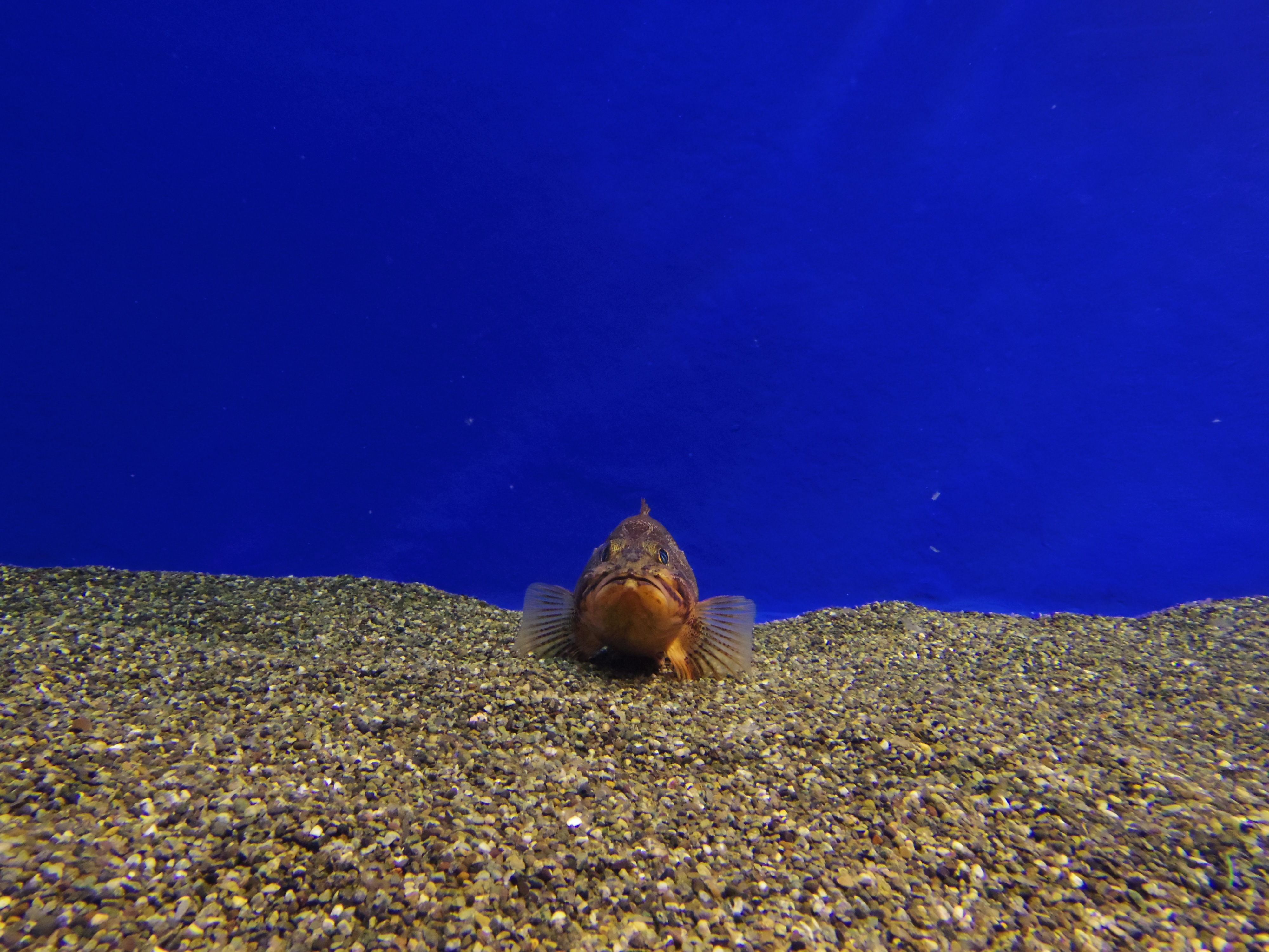 <b>水槽の向こう端で動かない被写体を見つけたので「02 STANDARD ZOOM」の広角側で撮影。PENTAX Q / PENTAX-02 STANDARD ZOOM / 約3.1MB / 4,000×3,000 / 1/30秒 / F4.5 / -1.0EV / ISO1000 / WB:オート / 5mm</b>