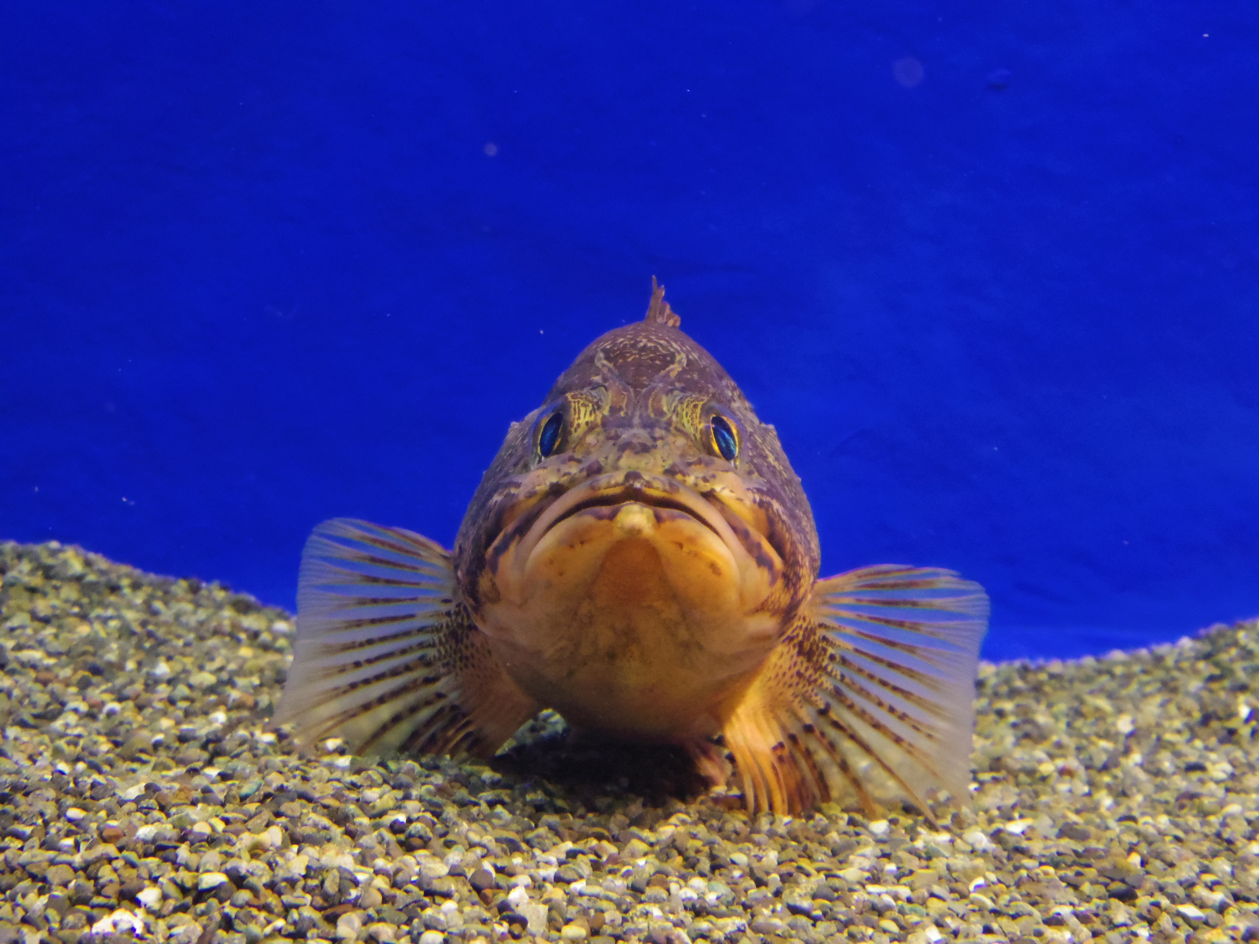 <b>「02 STANDARD ZOOM」の望遠側で撮影。撮影が終わるまでエラ以外は動かさないイイコでした。PENTAX Q / PENTAX-02 STANDARD ZOOM / 約2.9MB / 4,000×3,000 / 1/25秒 / F4.5 / 0EV / ISO1600 / WB:オート / 15mm</b>