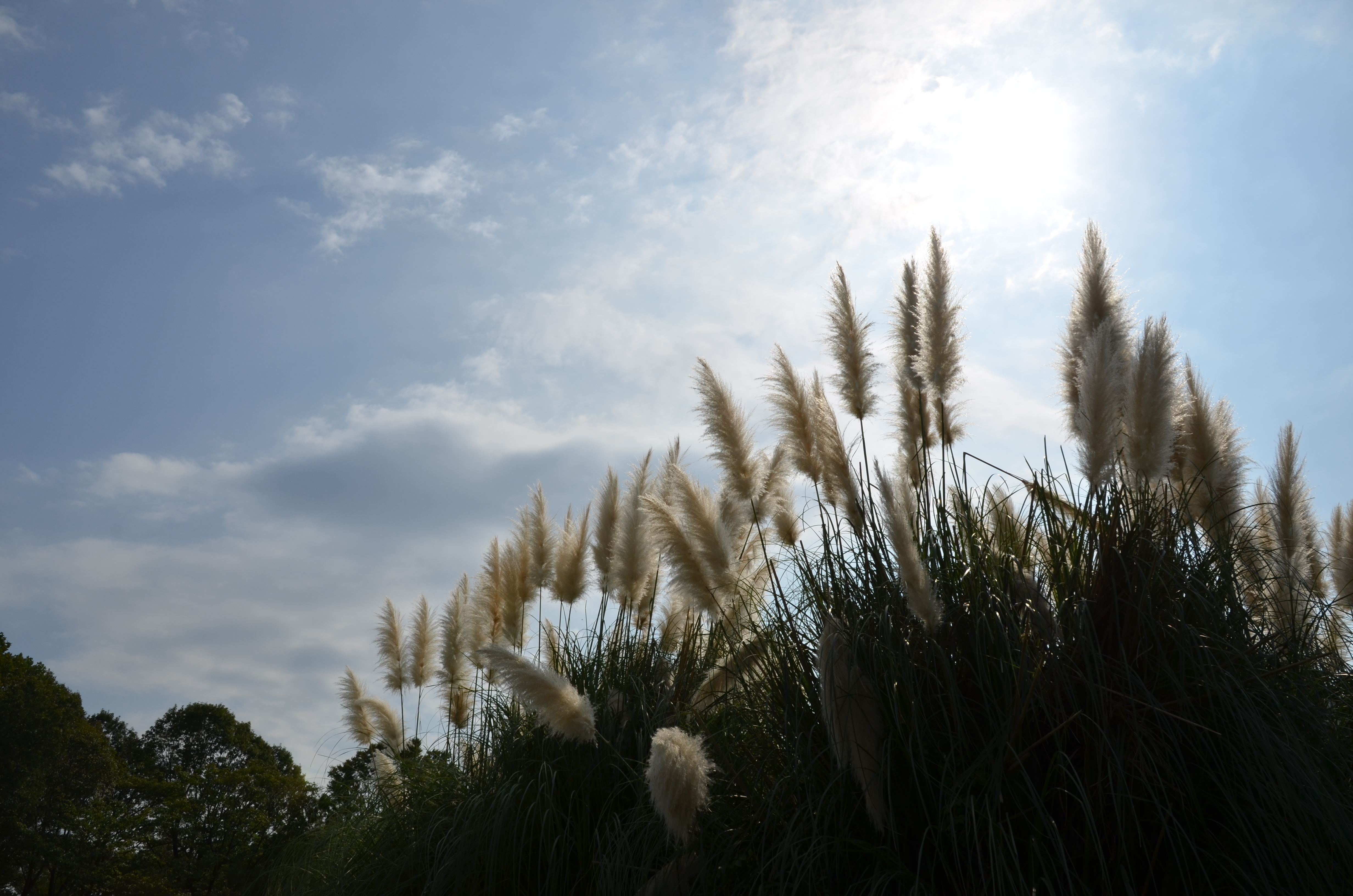 <b>D7000 / AF-S DX NIKKOR 16-85mm F3.5-5.6 G ED VR / 約5.5MB / 4,928×3,264 / 1/500秒 / F11 / 0.0EV / ISO100 / WB:オート1 / 16mm</b>