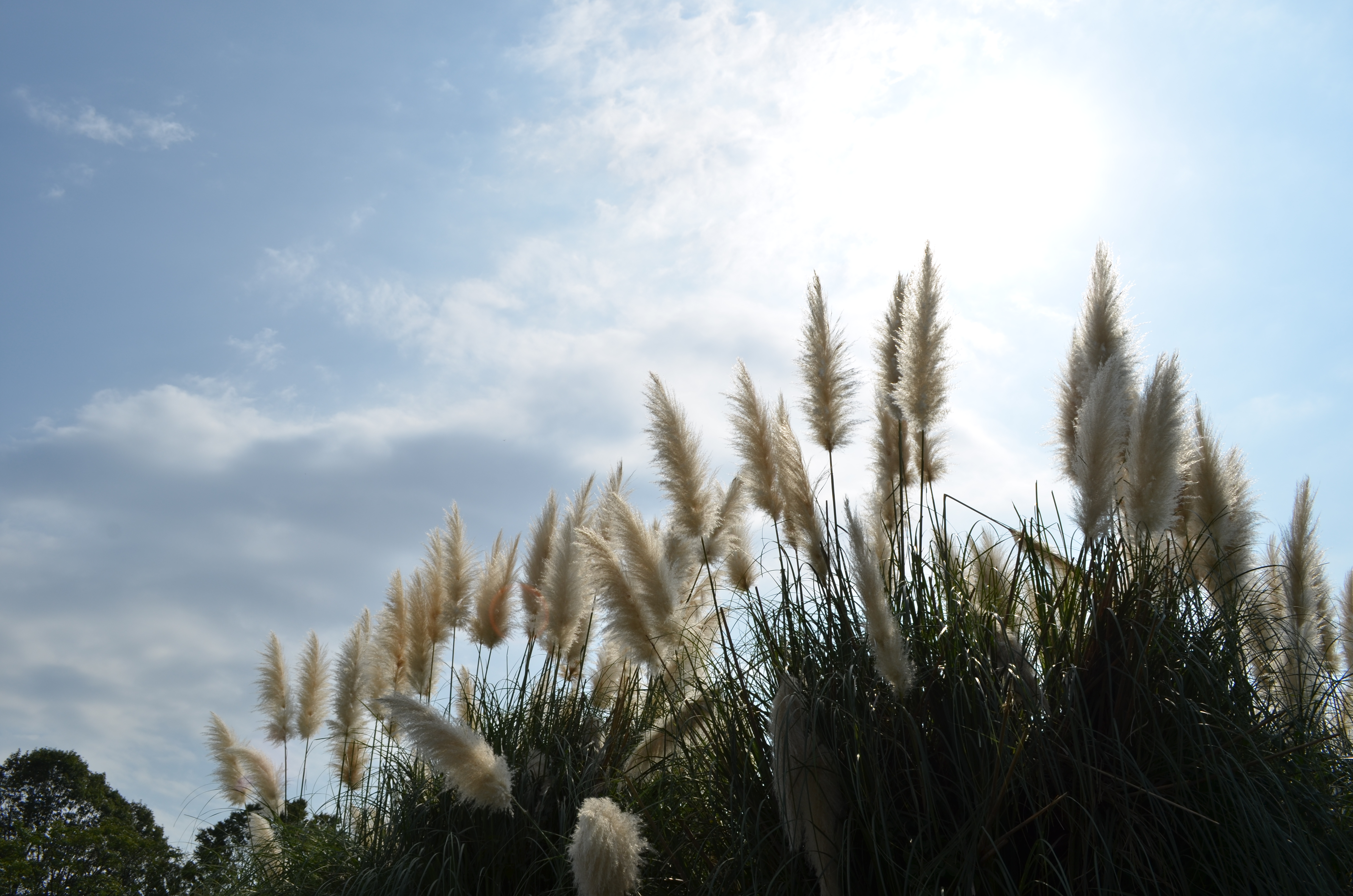 <b>D7000 / AF-S DX NIKKOR 18-55mm F3.5-5.6 G VR / 約5.6MB / 4,928×3,264 / 1/500秒 / F11 / 0.0EV / ISO100 / WB:オート1 / 18mm</b>