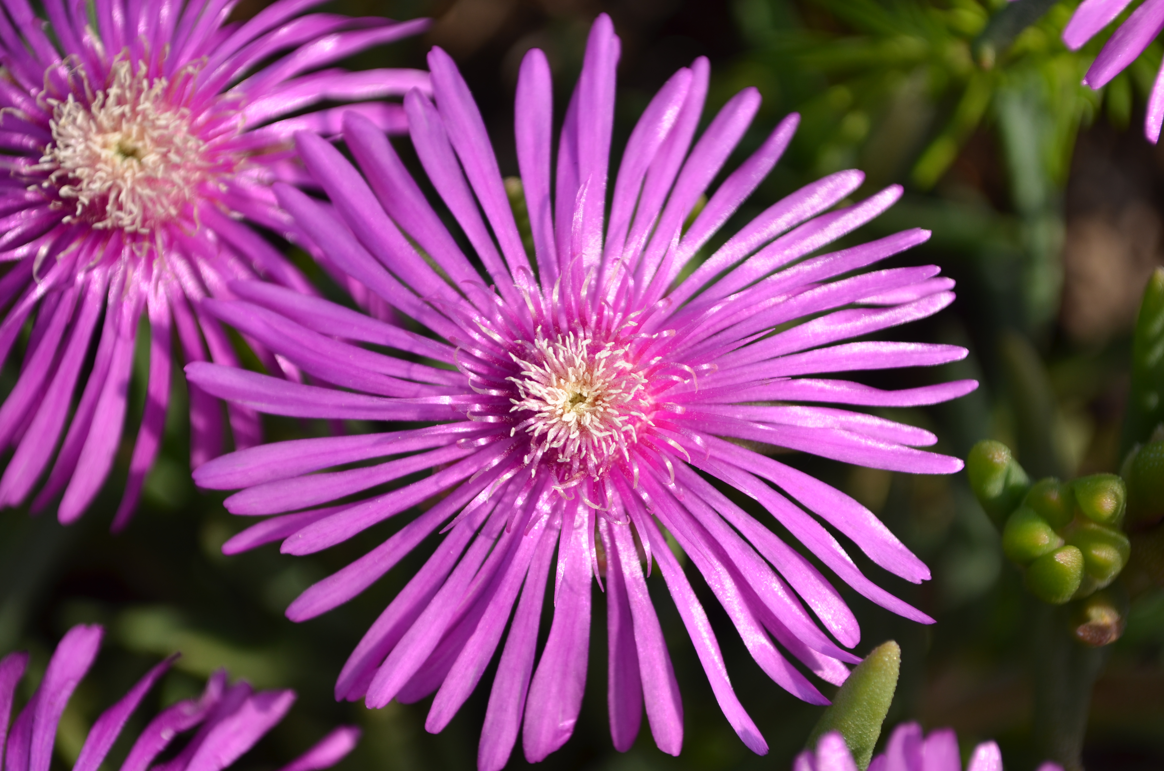 <b>最短距離0.28m付近 / D7000 / AF-S DX NIKKOR 18-55mm F3.5-5.6 G VR / 約5.9MB / 4,928×3,264 / 1/500秒 / F5.6 / +0.3EV / ISO100 / WB:晴天 / 55mm</b>