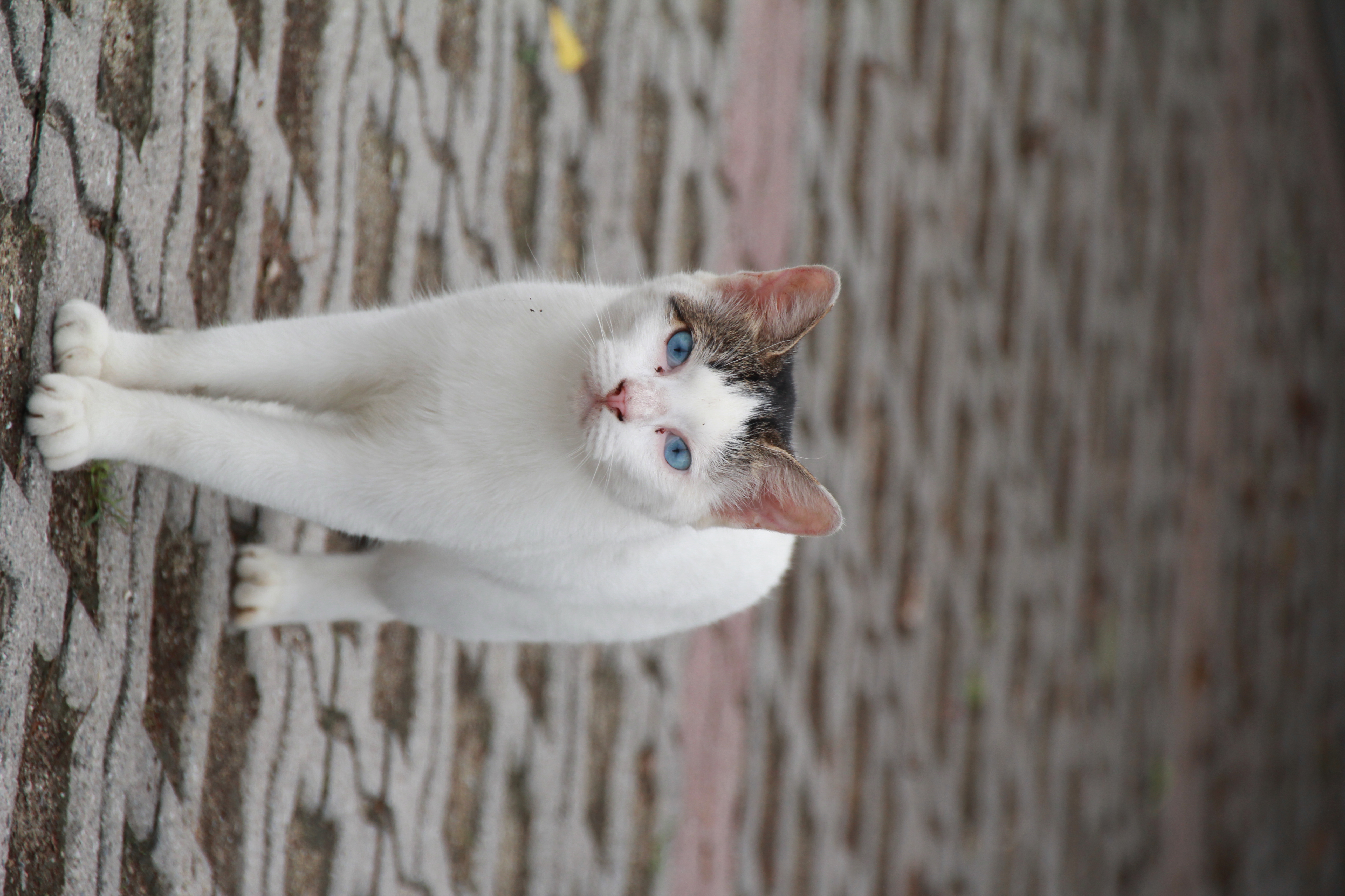 <b>EOS 60D / SIGMA 18-200mm F3.5-6.3 II DC OS HSM / 約5.2MB / 3456x5184 / 1/800秒 / F7.1 / +0.7EV / ISO400 / WB:太陽光 / 200mm</b>