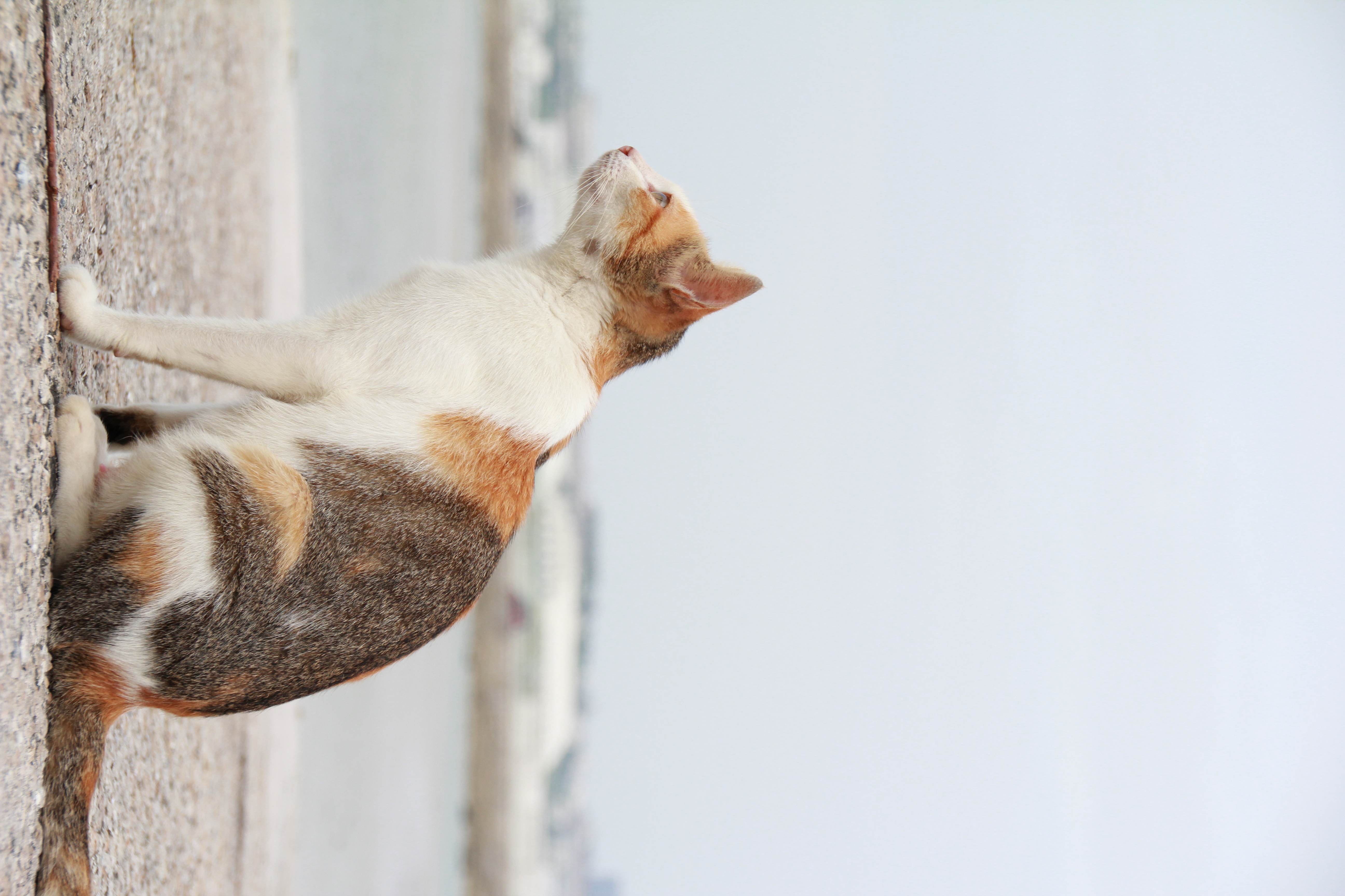 <b>EOS 60D / SIGMA 18-200mm F3.5-6.3 II DC OS HSM / 約5.2MB / 3456x5184 / 1/1,000秒 / F7.1 / +1.3EV / ISO400 / WB:太陽光 / 73mm</b>