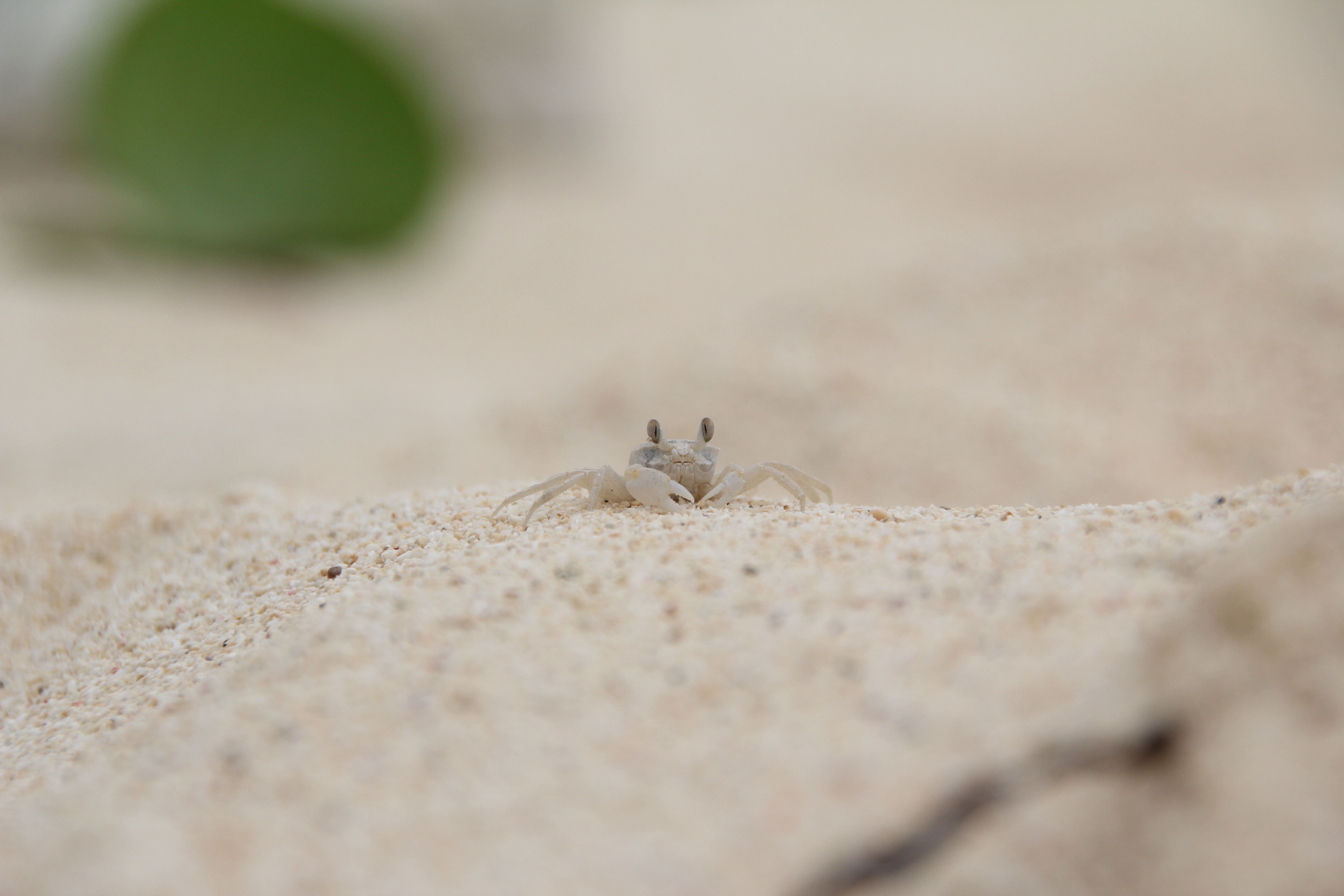 <b>EOS 60D / SIGMA 18-200mm F3.5-6.3 II DC OS HSM / 約4.1MB / 5,184×3,456 / 1/640秒 / F8 / +0.7EV / ISO200 / WB:太陽光 / 200mm</b>