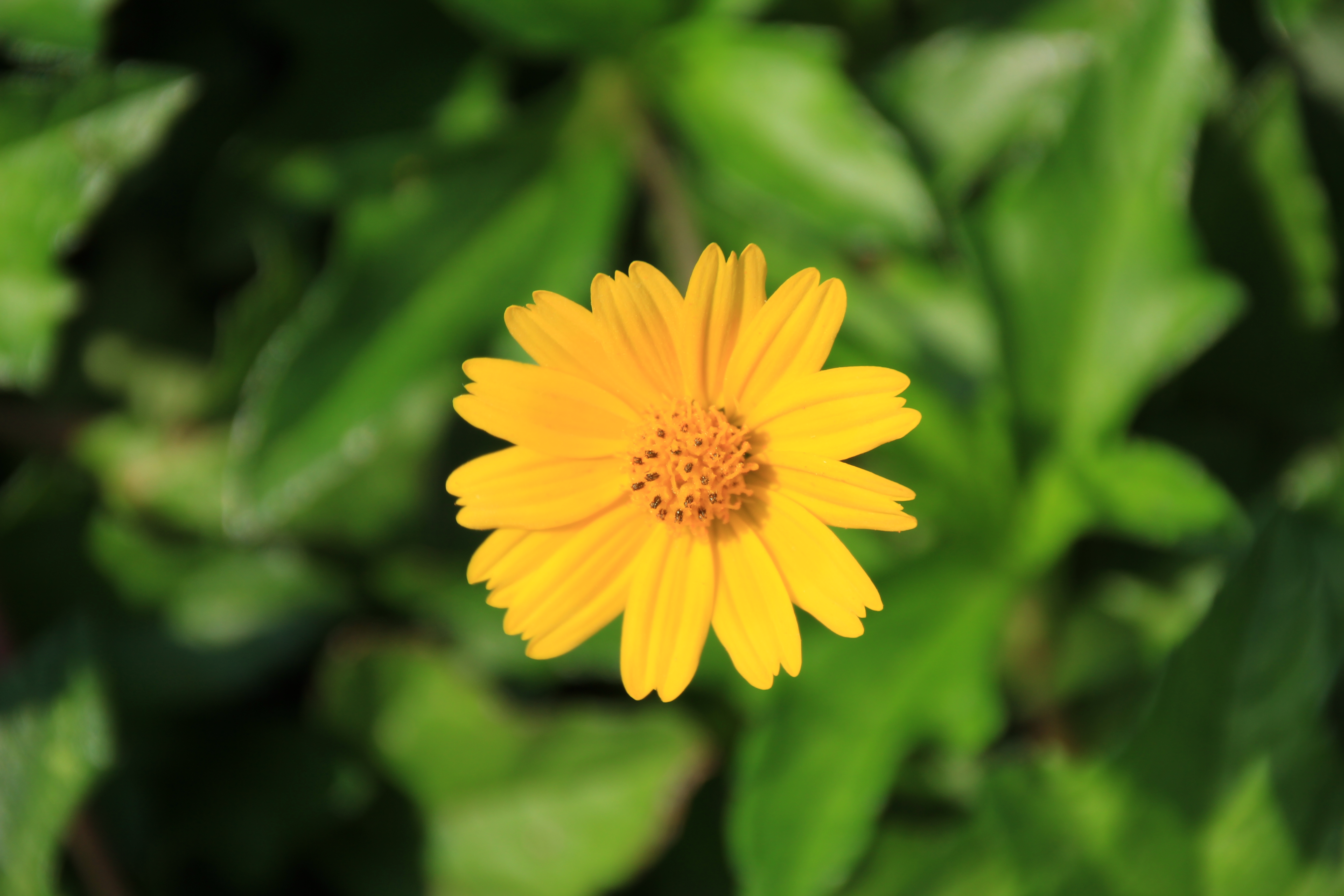 <b>EOS 60D / SIGMA 18-200mm F3.5-6.3 II DC OS HSM / 約3.9MB / 5,184×3,456 / 1/500秒 / F6.3 / 0.0EV / ISO100 / WB:太陽光 / 200mm</b>