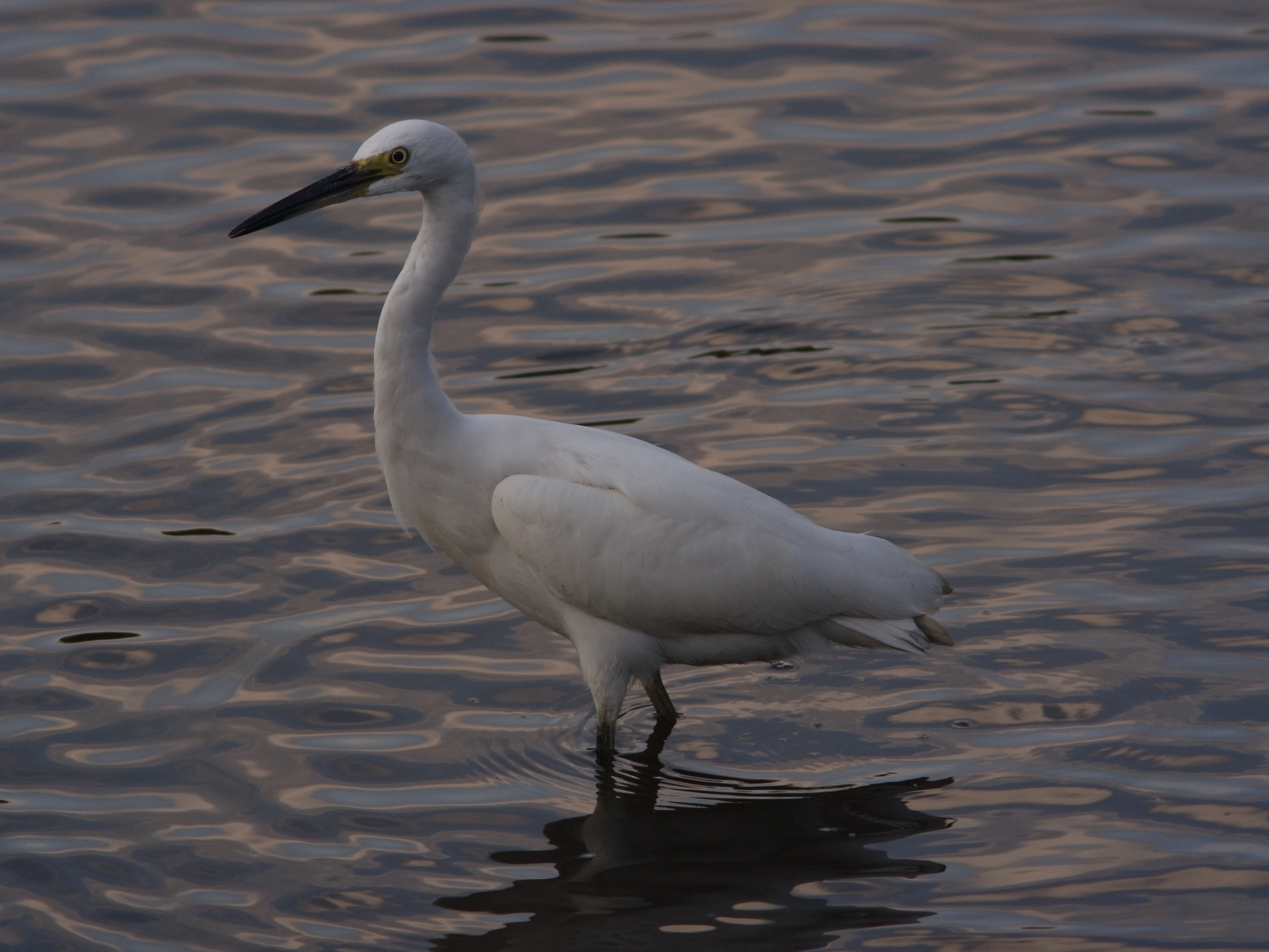 <b>GXR MOUNT A12 / 約3.8MB / 3,776×2,832 / 1/400秒 / F8 / 0EV / ISO400 / マニュアル露出 / WB：オート / 300mm。浜離宮恩賜庭園の池にいたコサギ。はじめて行った場所だが、銀座から歩ける距離にこんな環境があるとは知らなかった。はじめはなかなかコサギに近づけず苦労したが、落ち着いてカメラを構えていれば、徐々に向こうから近づいてきてくれることもあることが分かってきた</b>