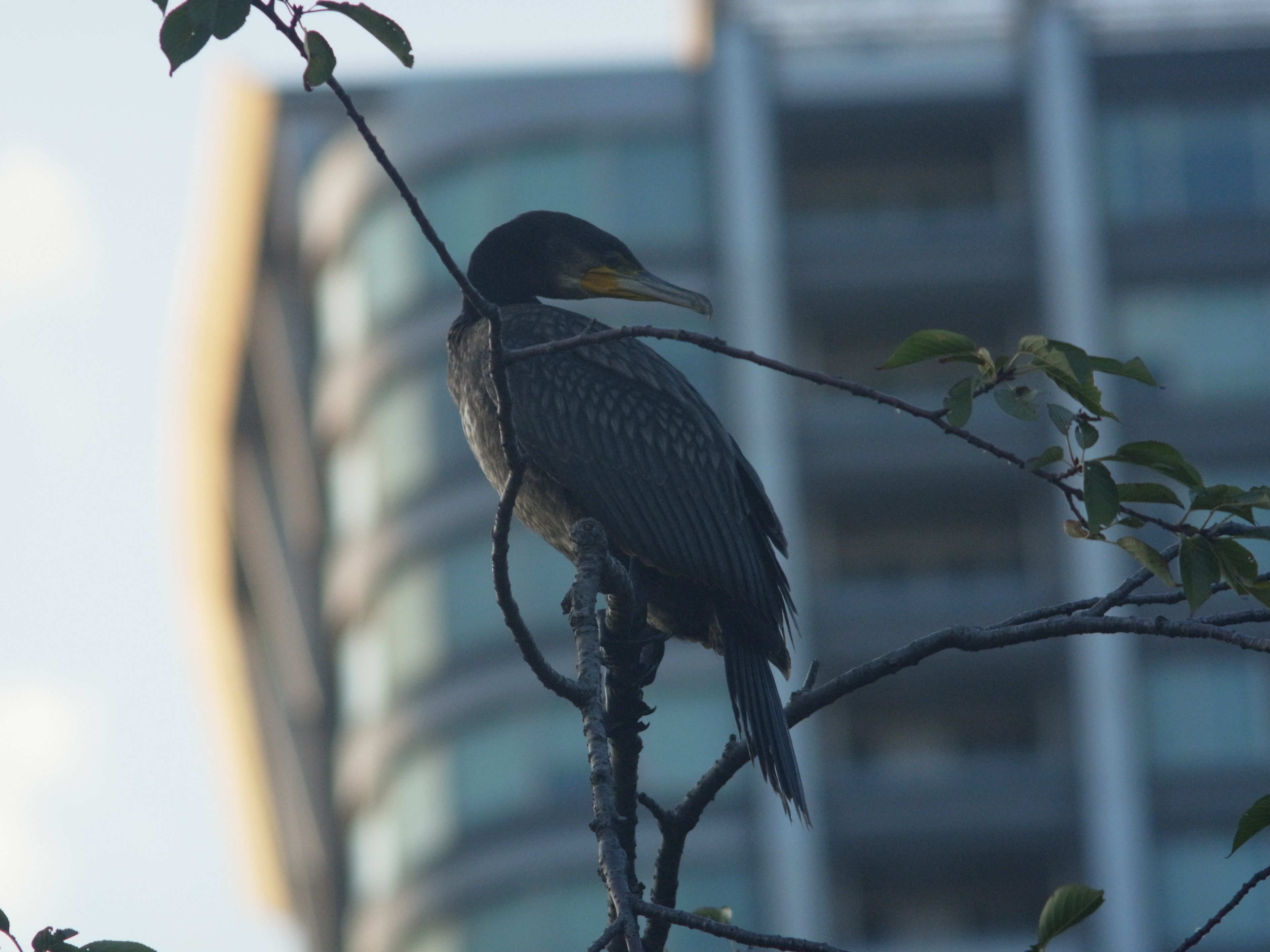 <b>GXR MOUNT A12 / 約4MB / 3,776×2,832 / 1/400秒 / F8 / 0EV / ISO1000 / マニュアル露出 / WB：屋外 / 300mm。同じく浜離宮恩賜庭園にて撮影したカワウ。ウミウとはくちばしの根本のかたちで判別するらしい。ぼくが住む国分寺市では見ない鳥なので、自分としては物珍しい。閉園間際の5時頃に撮影したので、これから眠りにつくところなのかも知れない</b>