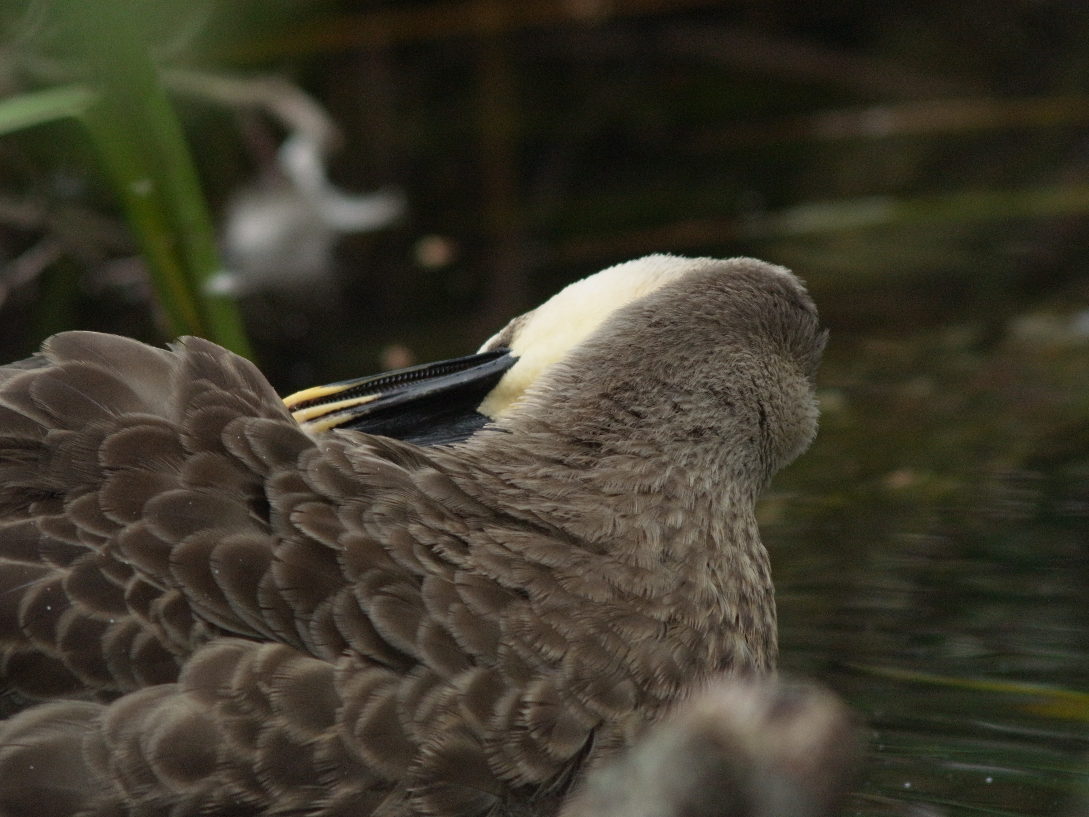 <b>GXR MOUNT A12 / 約4MB / 3,776×2,832 / 1/400秒 / F8 / 0EV / ISO1600 / マニュアル露出 / WB：屋外 / 300mm。同じカルガモが毛繕いをしているのを撮影したら、くちばしの内側のティテールが写った。櫛状の歯が付いていて、これで藻などを濾して食べるのかも知れない</b>
