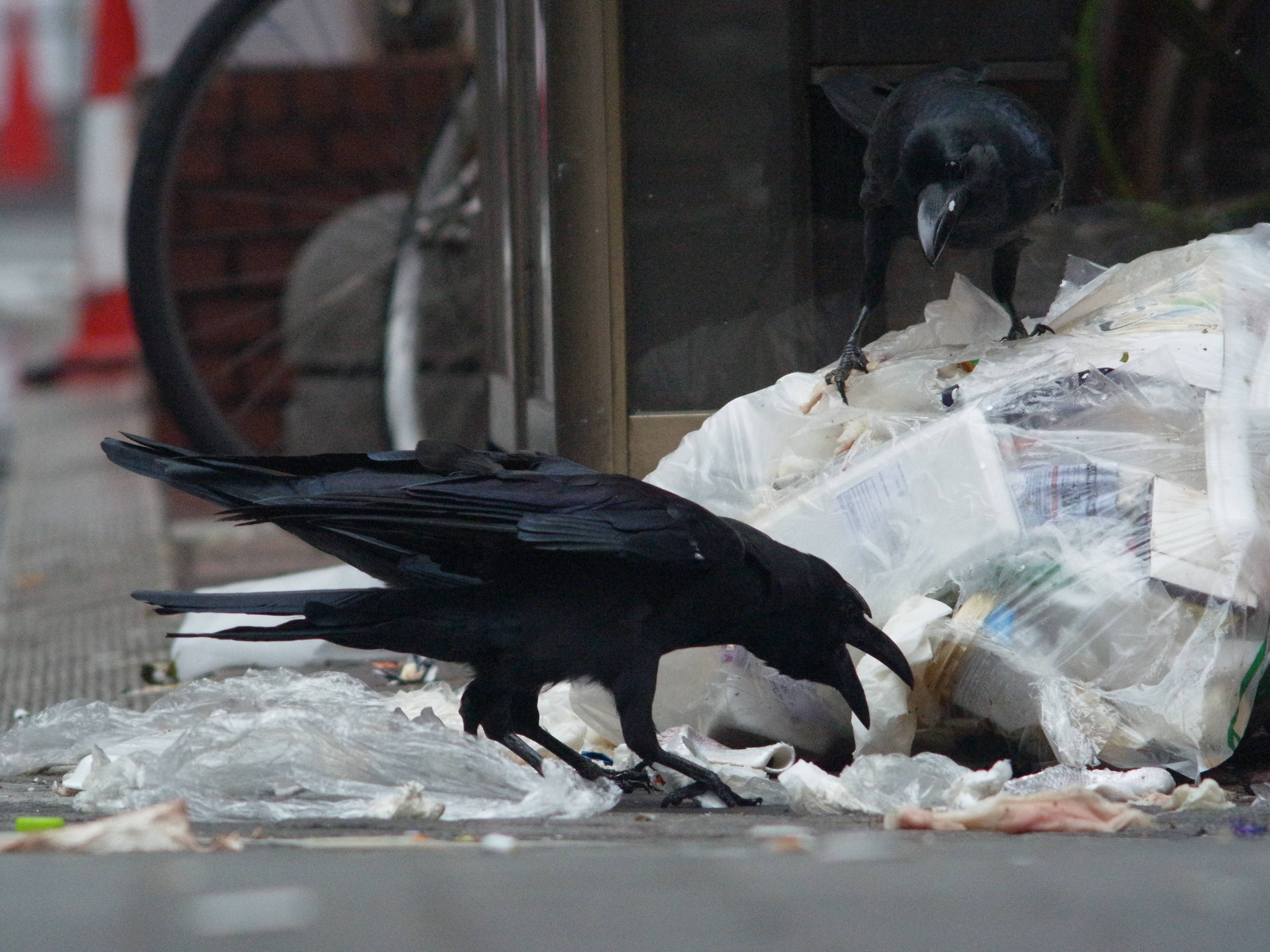 <b>GXR MOUNT A12 / 約3.9MB / 3,776×2,832 / 1/500秒 / F8 / 0EV / ISO3200 / マニュアル露出 / WB：屋外 / 300mm。鳥といえばカラスがいたなぁ……ということで、朝の新宿歌舞伎町で撮影したハシブトガラス。ゴミをあさる嫌われ者だが、その仕草は表情豊かで、なかなかかわいい動物だと思ってしまう</b>