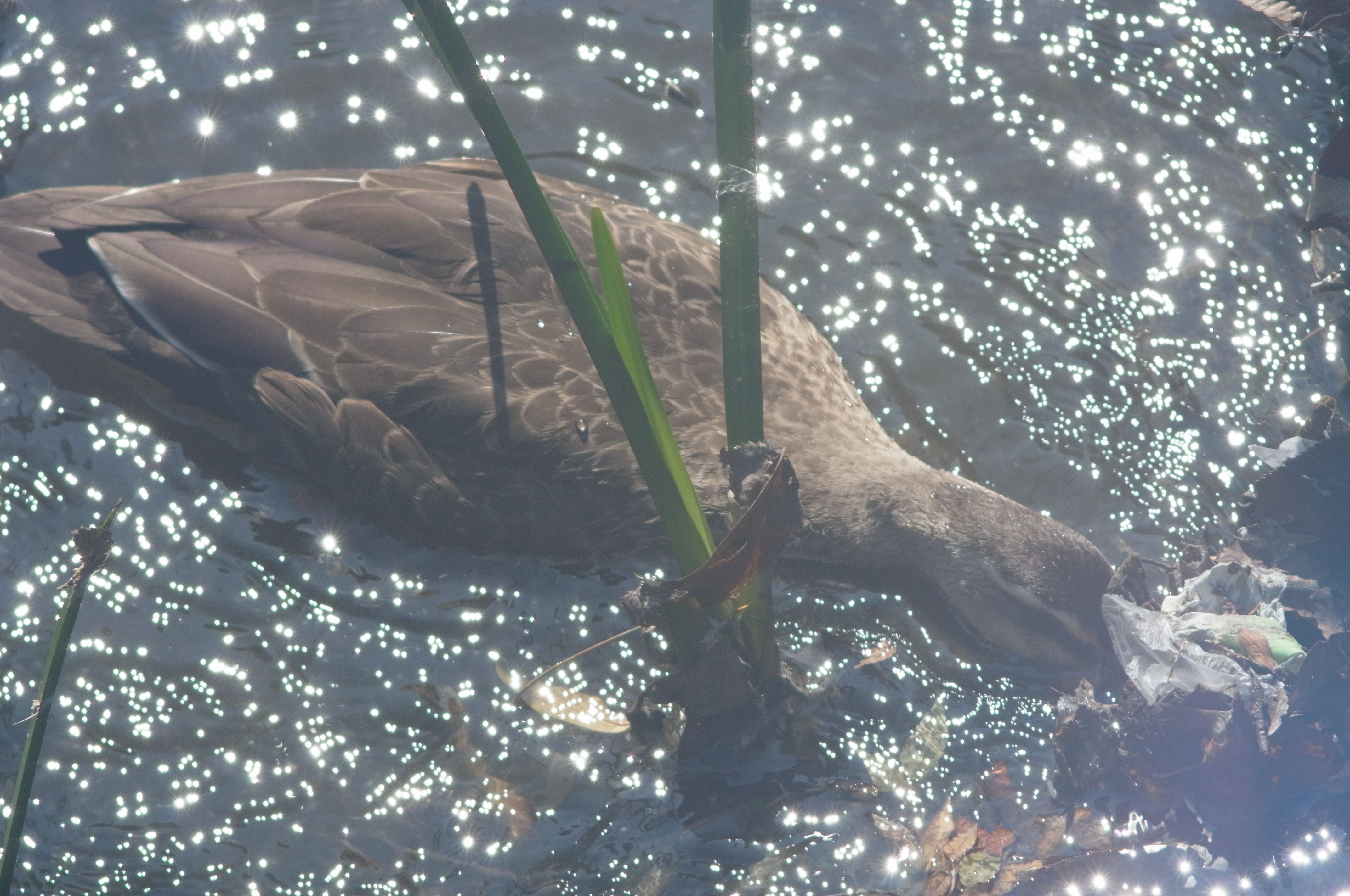 <b>GXR MOUNT A12 / 約4.5MB / 4,288×2,848 / 1/800秒 / F8 / 0EV / ISO500 / マニュアル露出 / WB：屋外 / 300mm。同じく神田川にて撮影したカルガモ。水草の根のあたりを盛んにつついている。太陽の反射光を入れながら撮ったところ、ご覧の通り盛大なフレアが出た。古いレンズと最新レンズでは、このようなところに大きな差が出てくる</b>