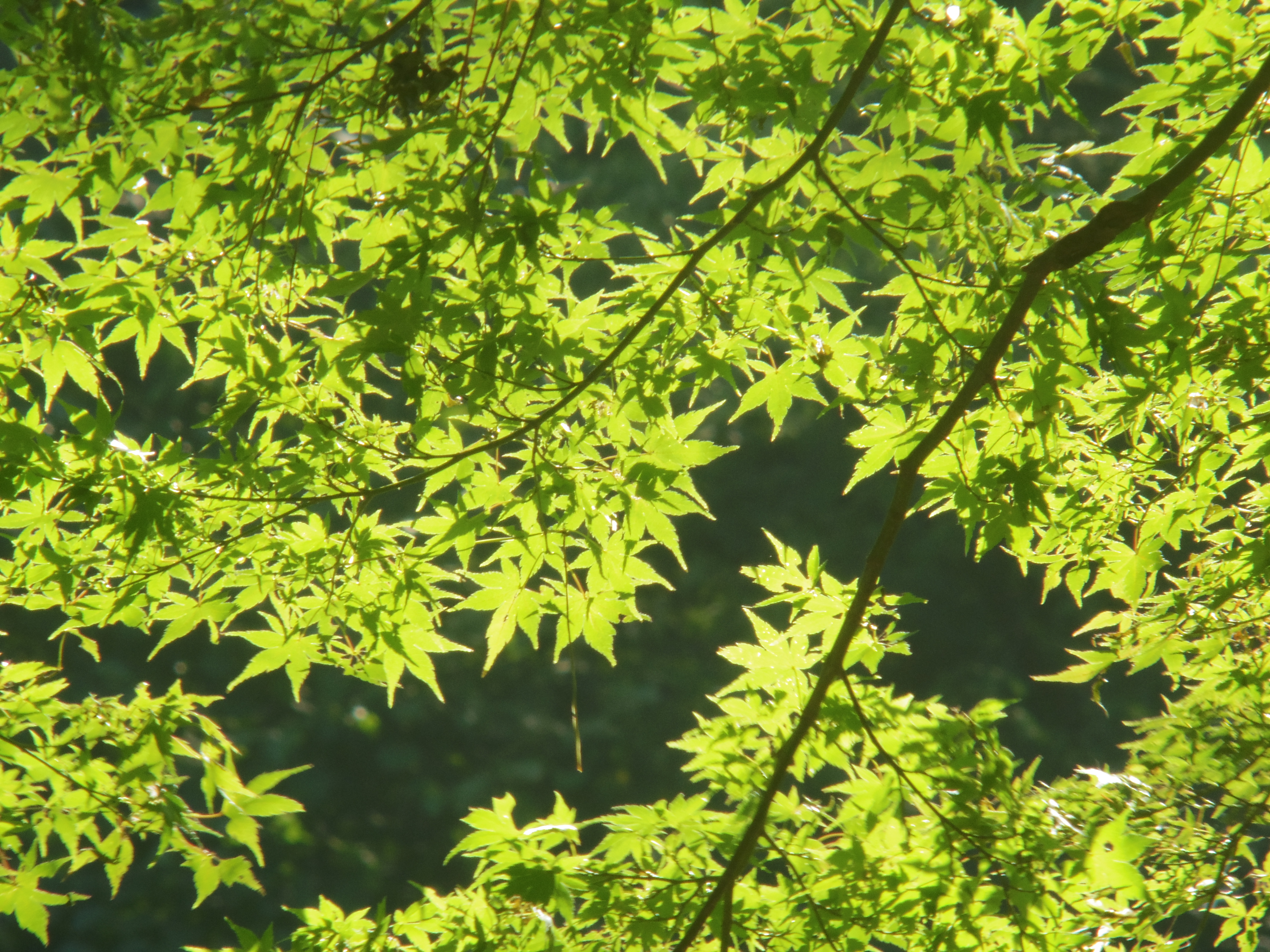 <b>PENTAX Q / アンジェニュー75mm F2.5 / 約5.2MB / 4,000×3,000 / 1/100秒 / F2.5 / +0.3EV / ISO320 / WB:オート / カスタムイメージ:鮮やか</b>