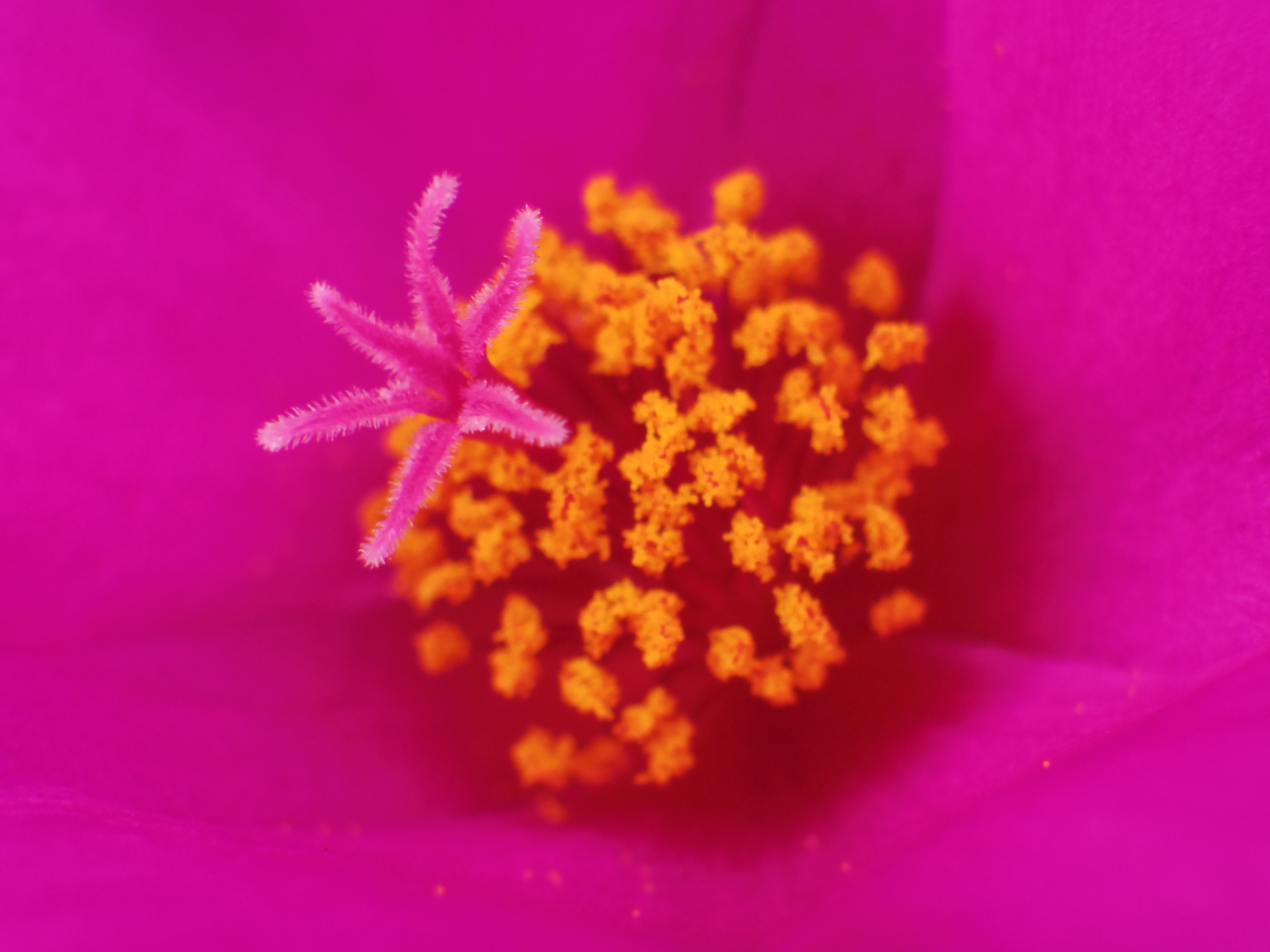 <b>PENTAX Q / コズミカピンホールレンズ9mm F3.4 / 約2.0MB / 4,000×3,000 / 1/100秒 / F16 / +0.3EV / ISO400 / WB:オート / カスタムイメージ:鮮やか（5mm厚の接写リング使用）</b>